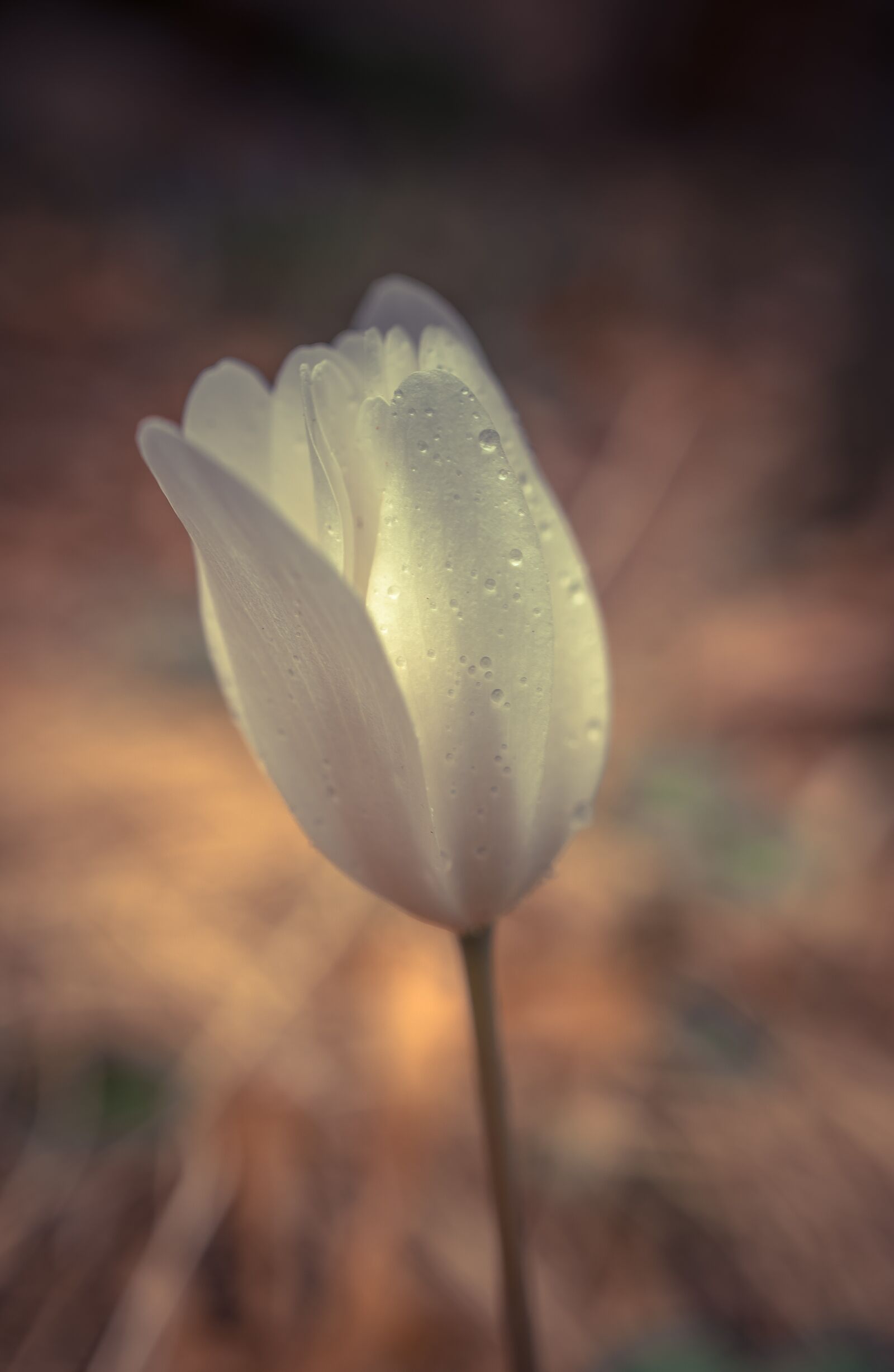 Sony a6500 + Sony E 30mm F3.5 Macro sample photo. Flower, light, tulip photography