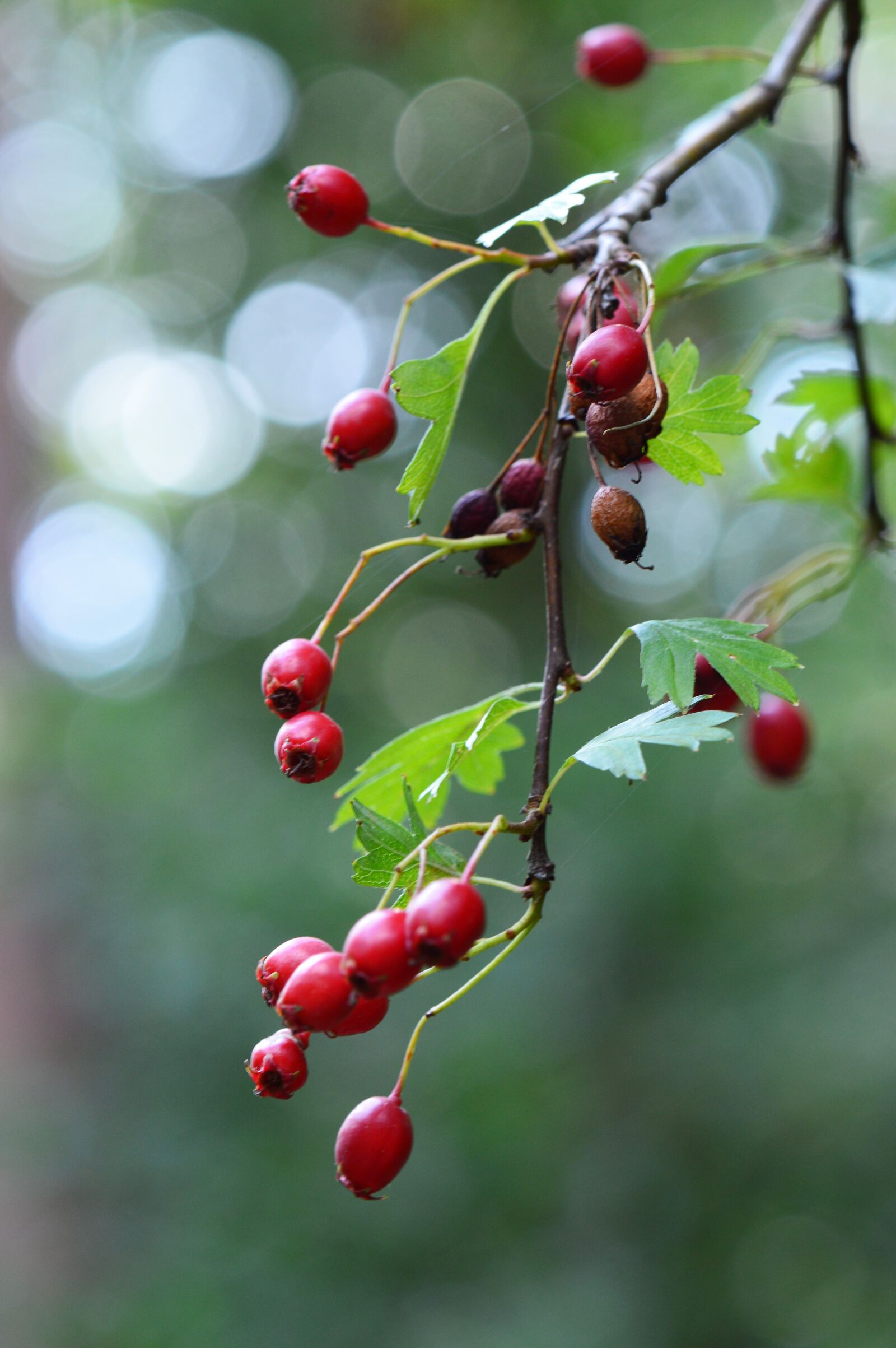Nikon D3200 sample photo. Berries, forest, nature photography