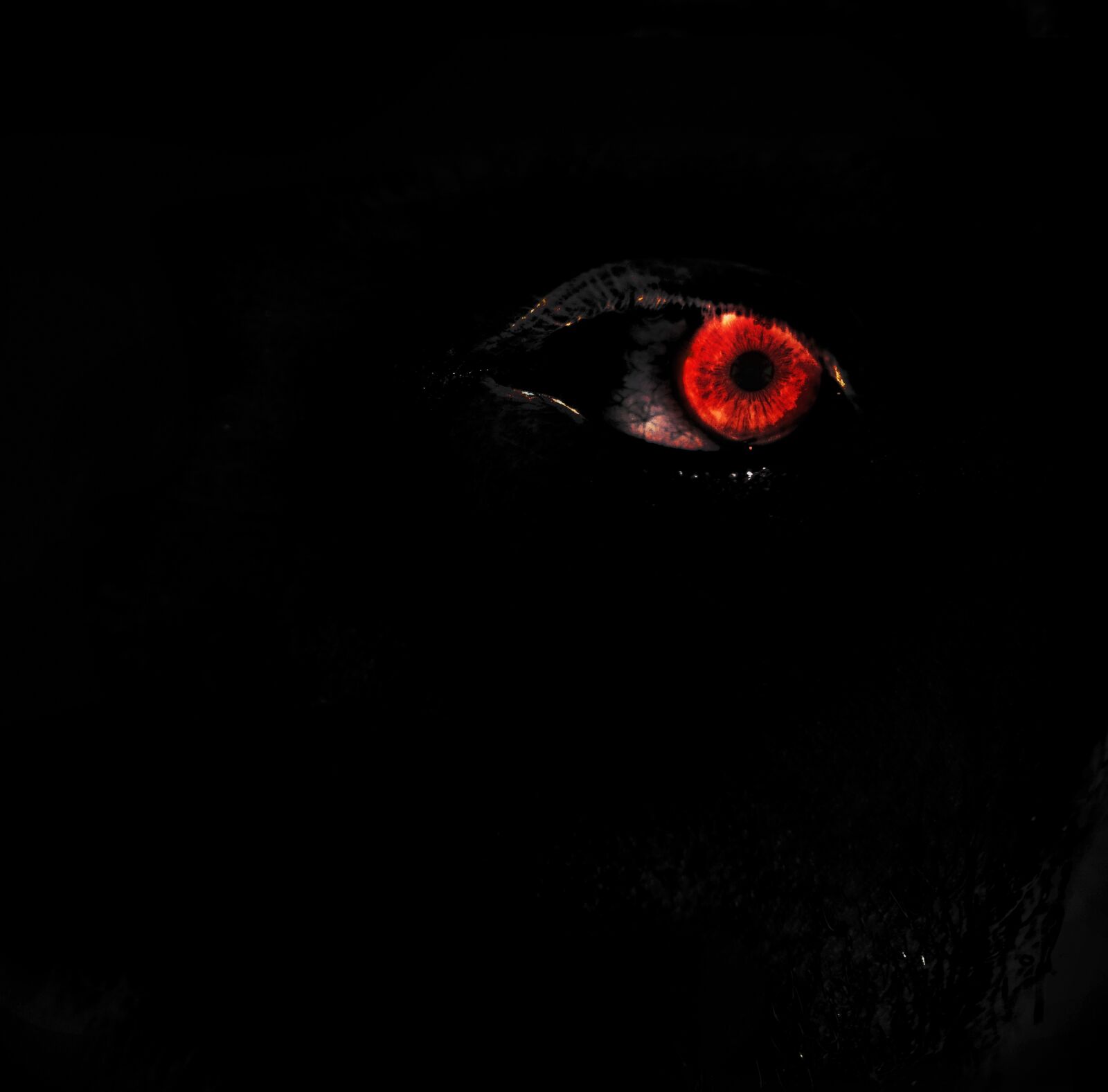 Nikon D3200 sample photo. Fear, eye, horror photography