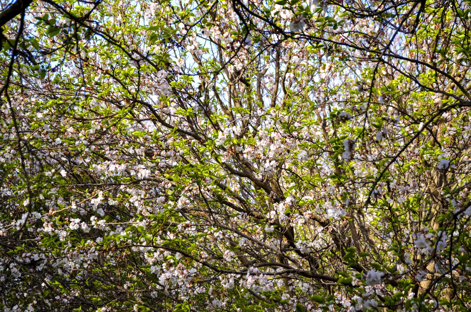Nikon D7000 sample photo. Spring, apple tree, bloom photography