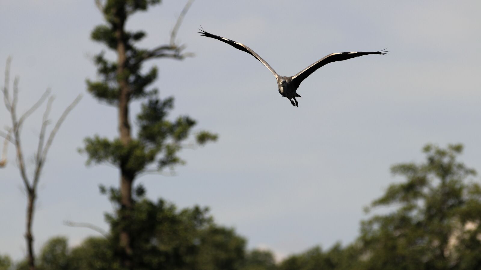 150-600mm F5-6.3 DG OS HSM | Contemporary 015 sample photo. Heron, lake, flight photography
