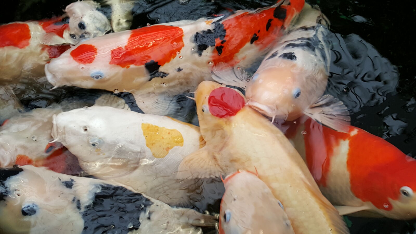 Samsung Galaxy S6 sample photo. Fishes, koi, fishes photography