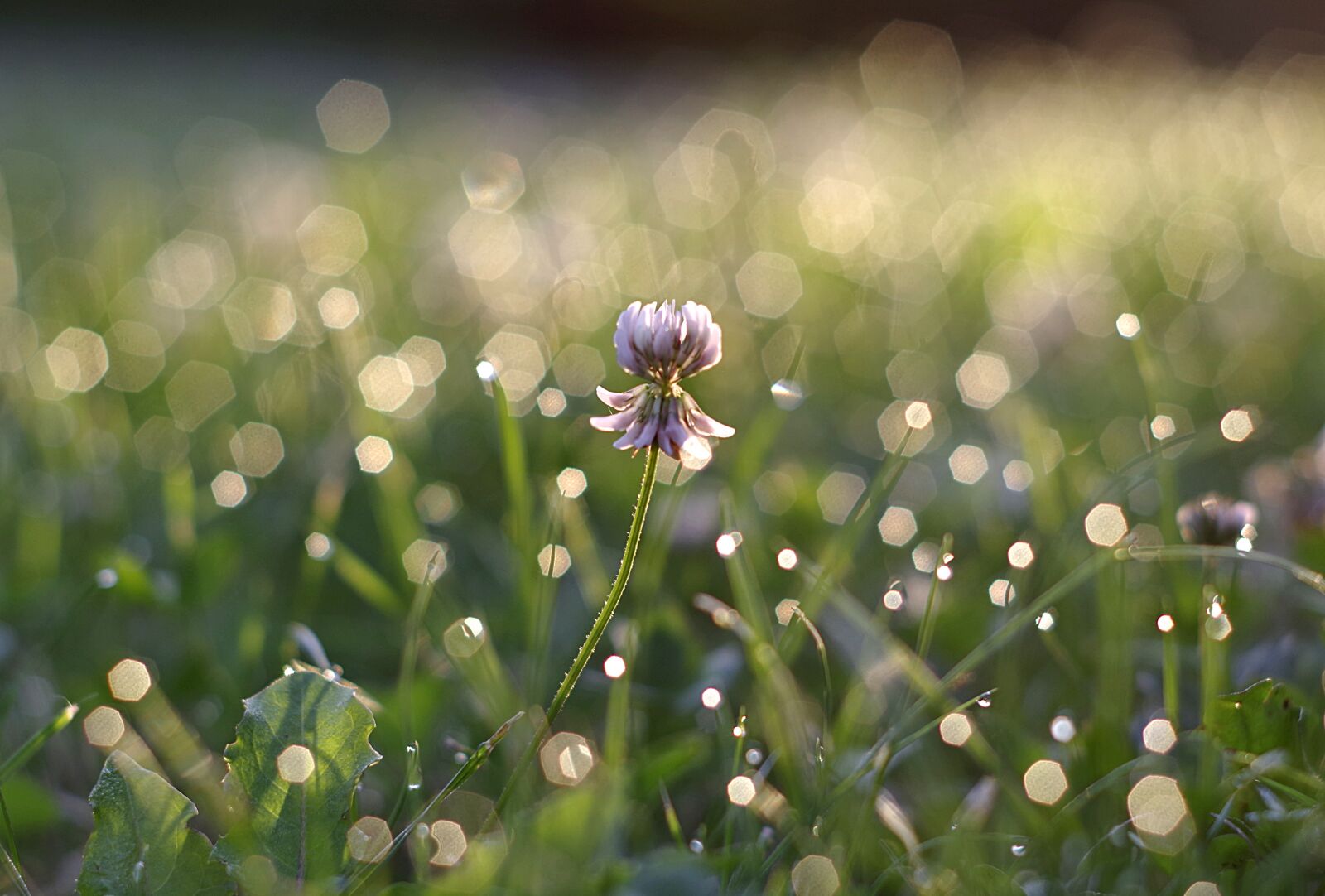 Pentax K-S2 sample photo. Clover, white, rosa photography