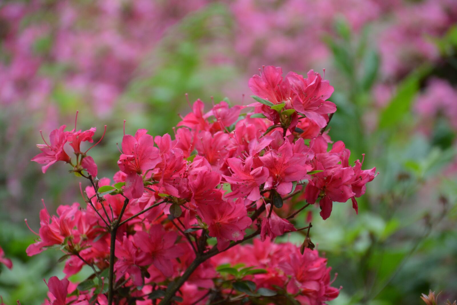 Nikon D5200 sample photo. Azalea, flower, azaleas photography