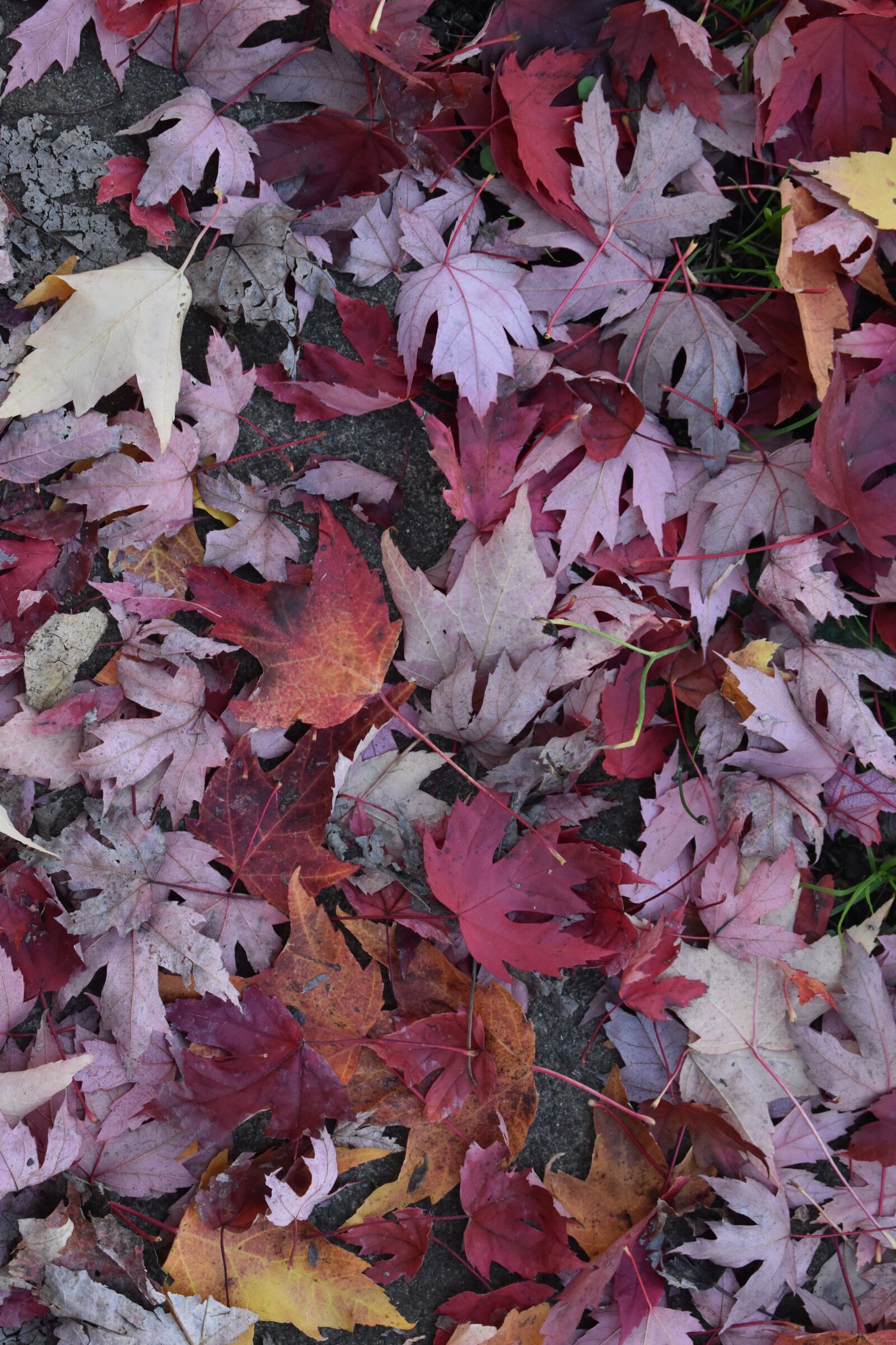 Nikon D3500 sample photo. Fall, trees, red photography