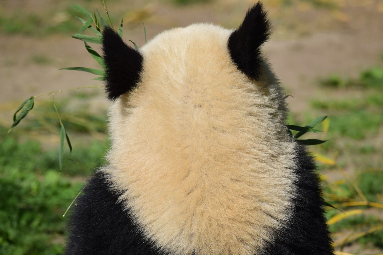 Nikon D3300 sample photo. Panda, pandas, bear photography