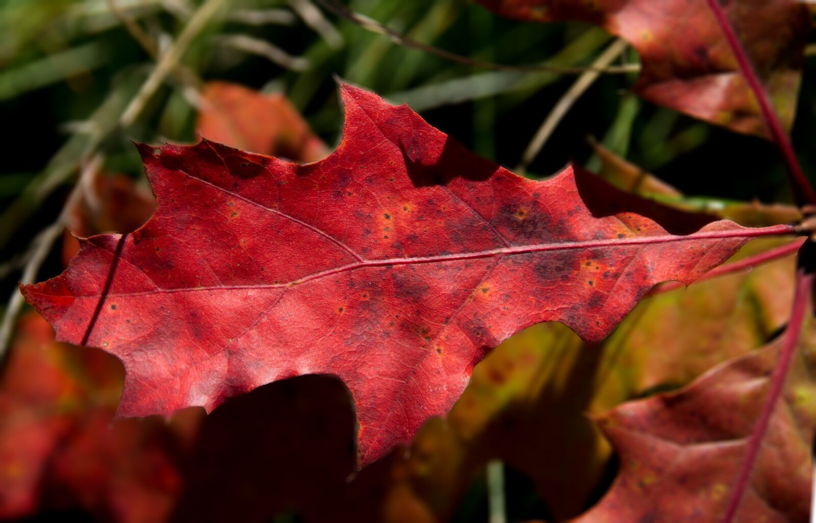 Sony SLT-A57 sample photo. Oak leaf, red, reddish photography