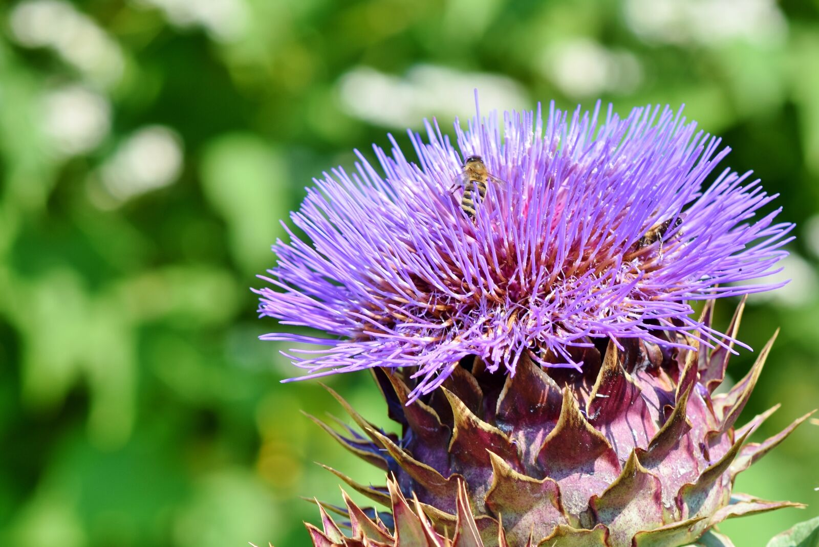 Nikon D7200 sample photo. Artichoke, vegetables, bloom photography