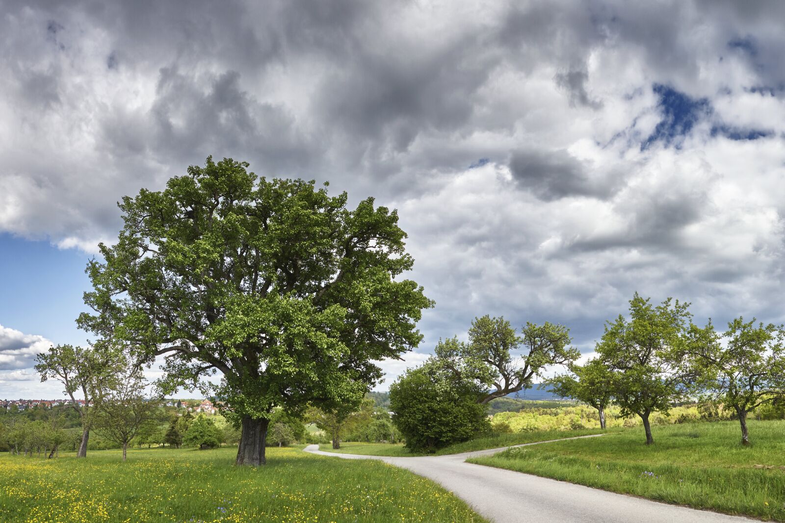Sony ILCA-77M2 sample photo. Panorama, tree, spring photography