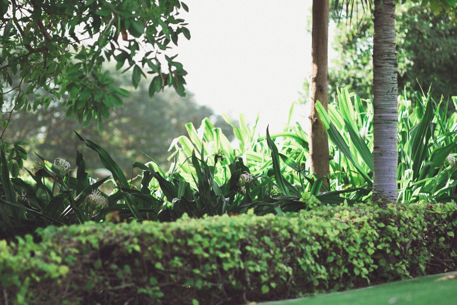 Canon EF 85mm F1.8 USM sample photo. Park, trees, green photography