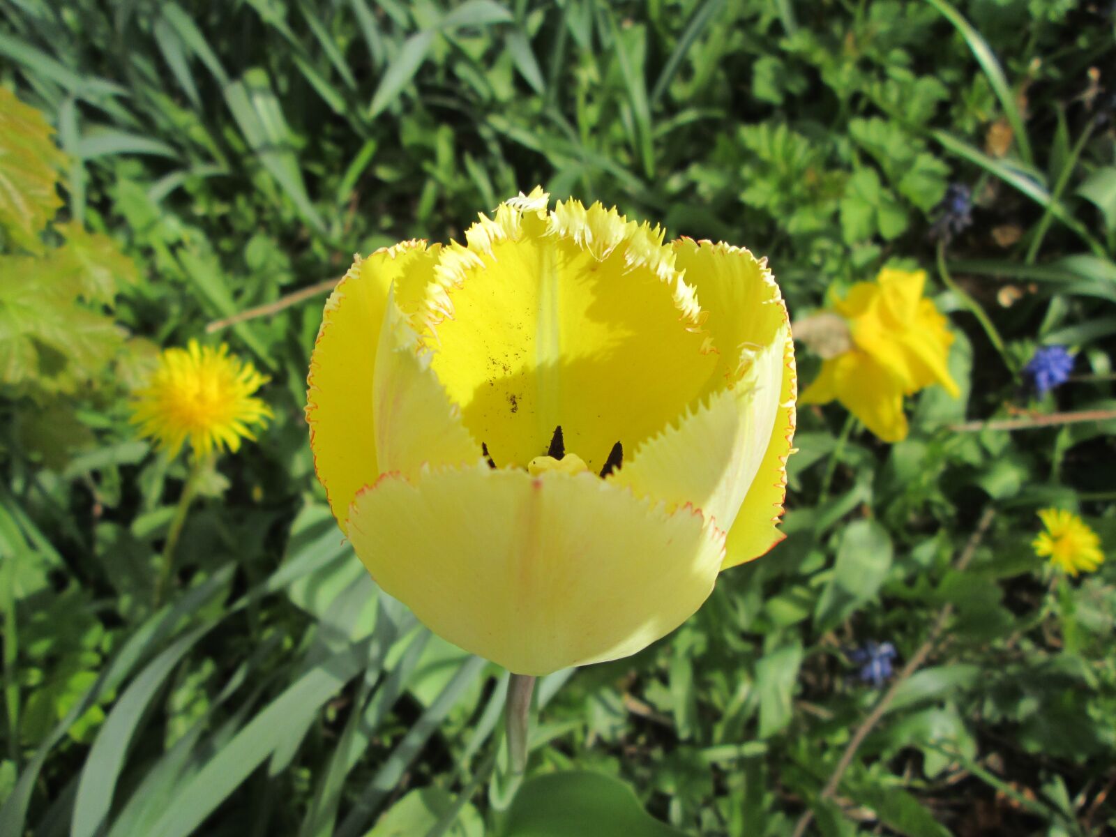 Canon POWERSHOT A2600 sample photo. Tulip, yellow tulip, yellow photography