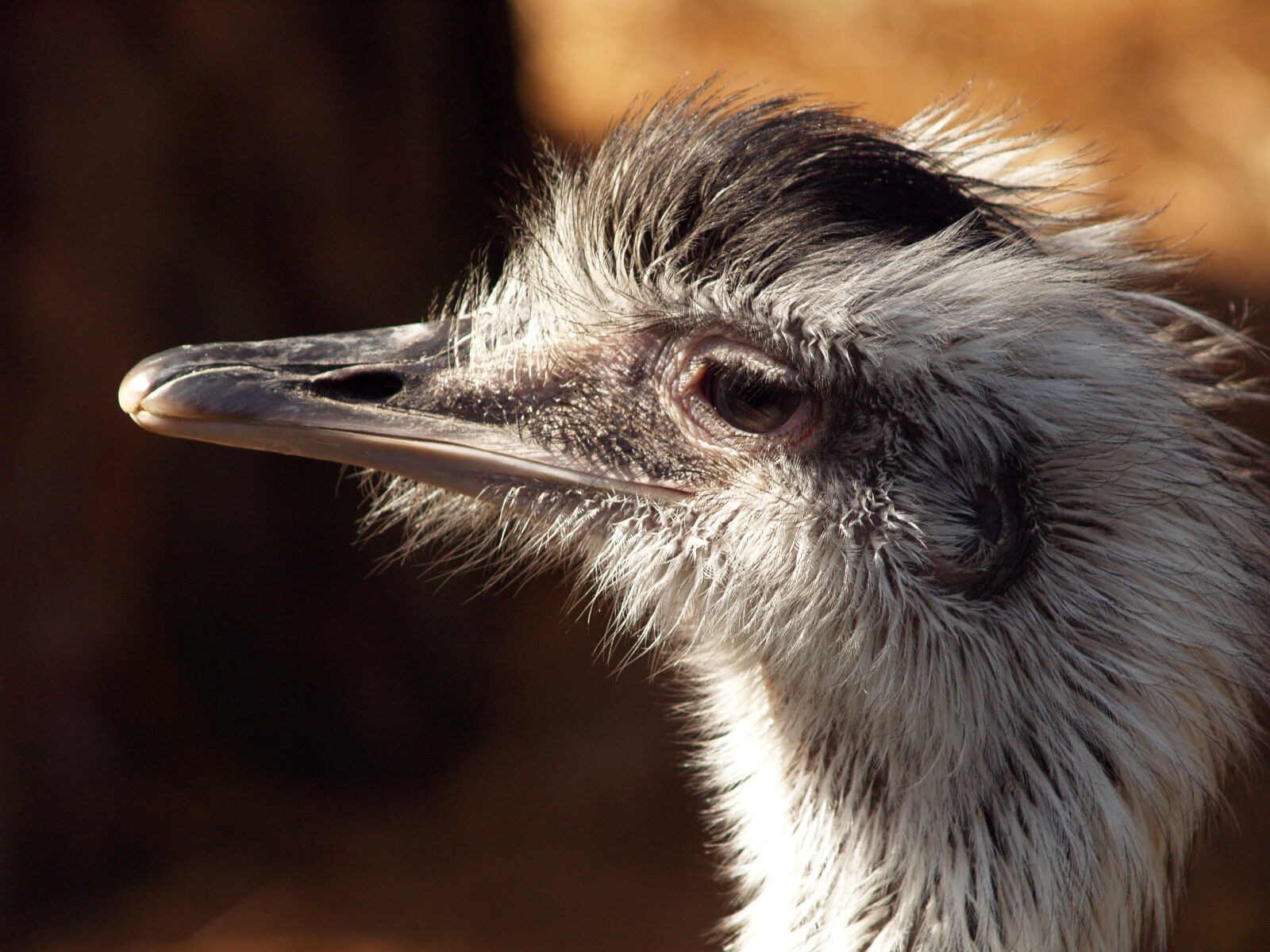 Olympus E-500 (EVOLT E-500) sample photo. Animals, bird, ostrich photography