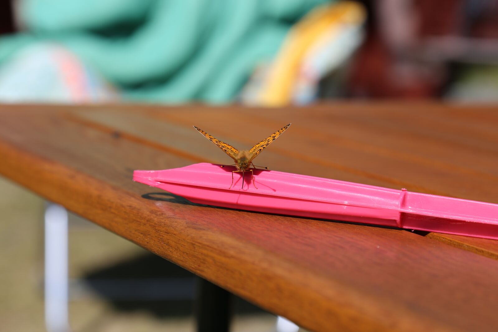 Canon EOS 6D + Canon EF 24-105mm F4L IS USM sample photo. Summer, butterfly, pink photography