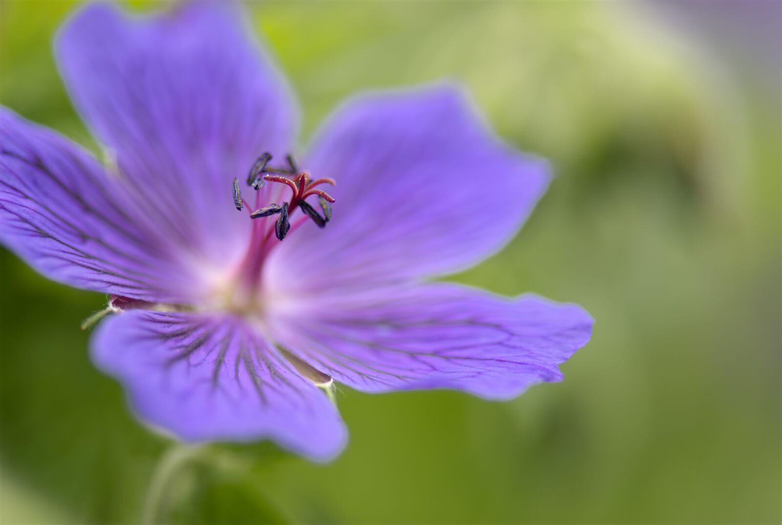 Nikon D200 sample photo. Geranium, perennial, plants photography