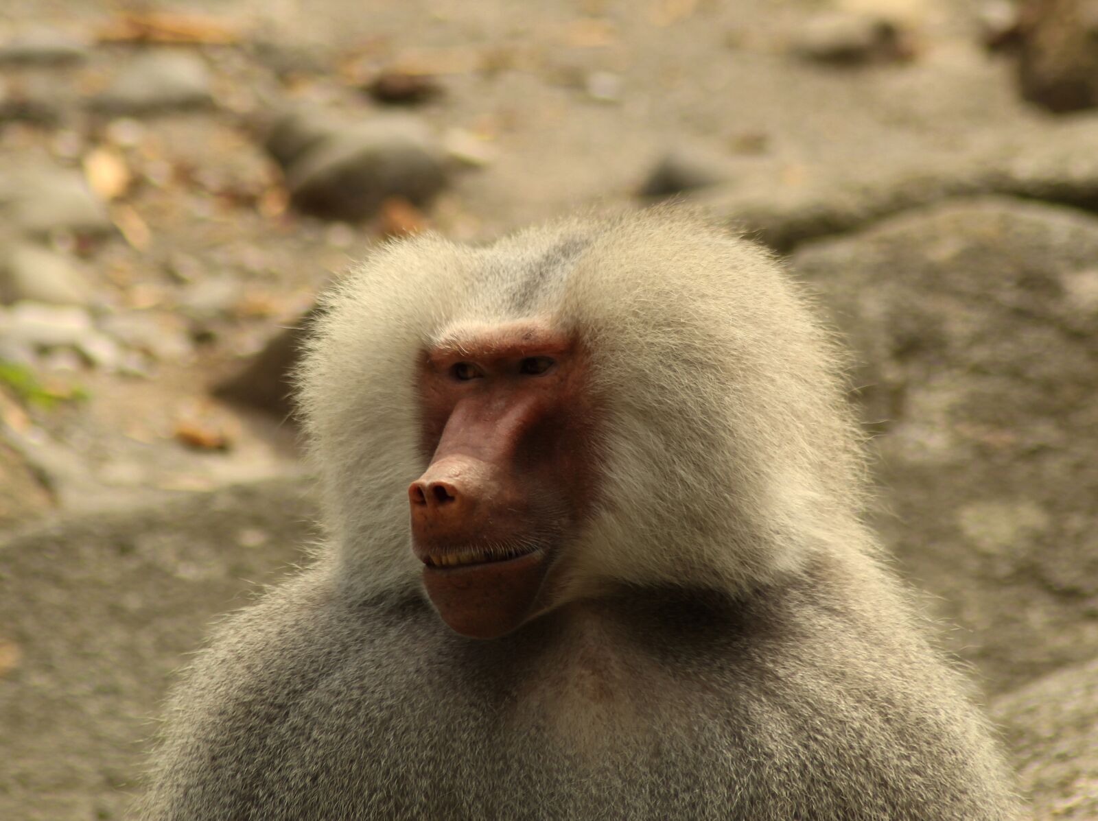 Canon EOS 1300D (EOS Rebel T6 / EOS Kiss X80) sample photo. Monkey, animal, mammal photography