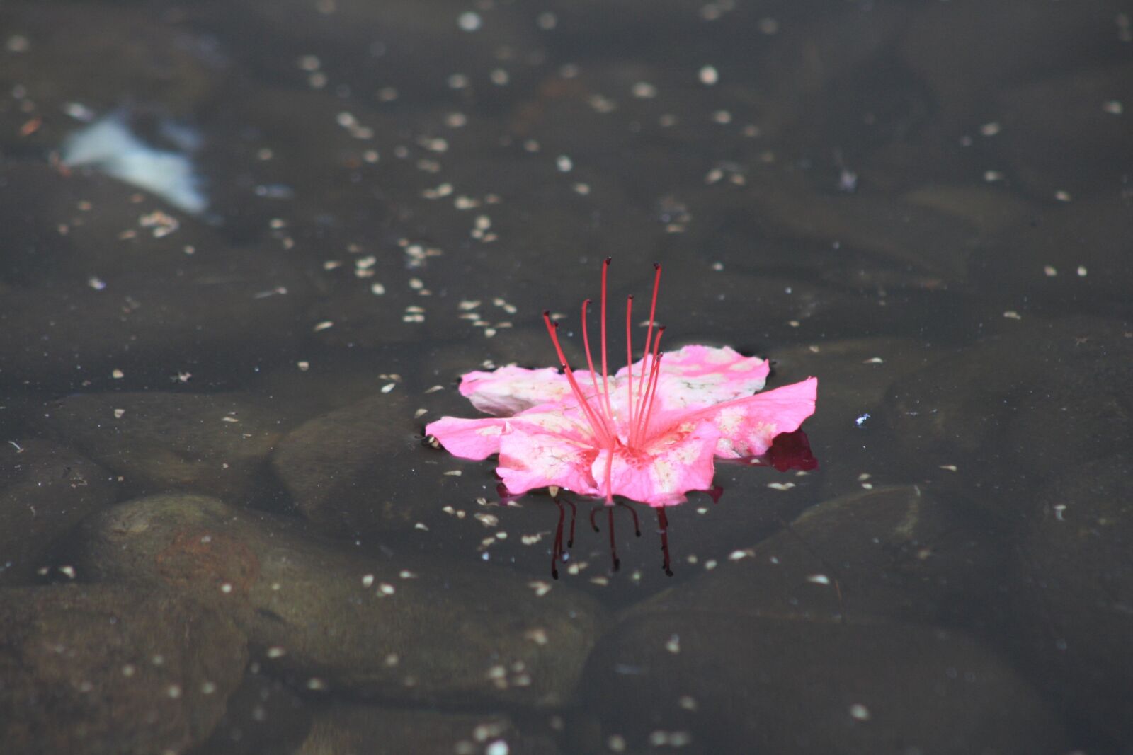 Canon EOS 1000D (EOS Digital Rebel XS / EOS Kiss F) sample photo. Flower, pink, water photography