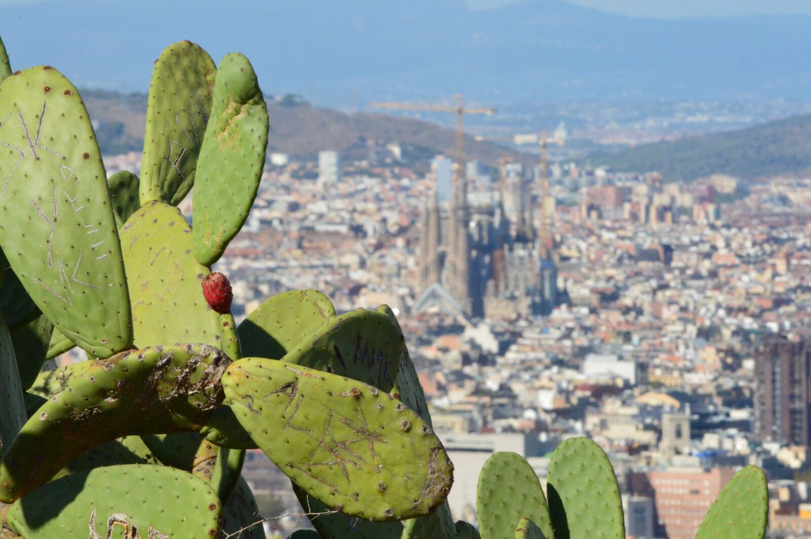 Nikon D3200 sample photo. Barcelona, landscape, cactus photography