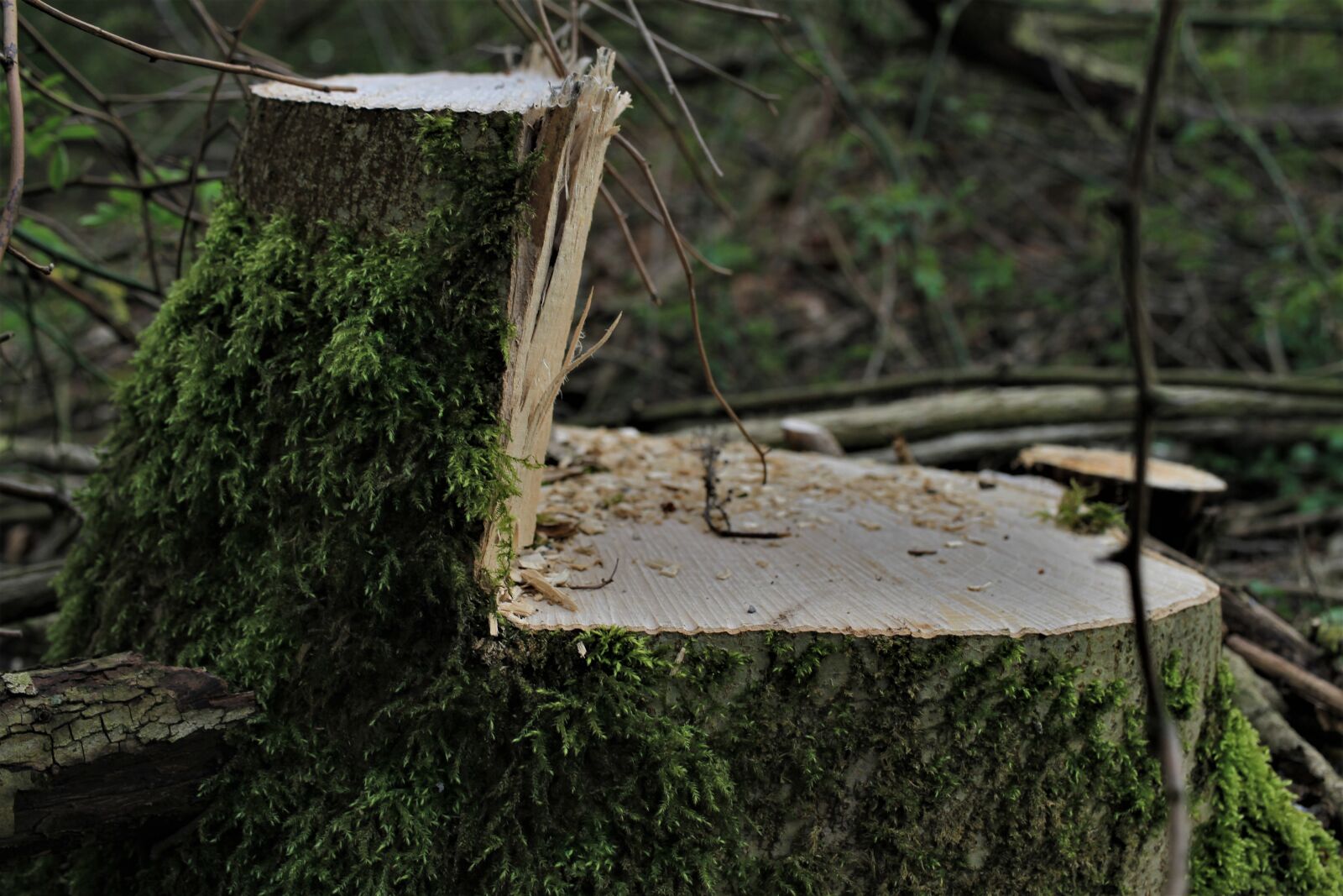 Canon EOS 7D sample photo. Tree, log, cases photography