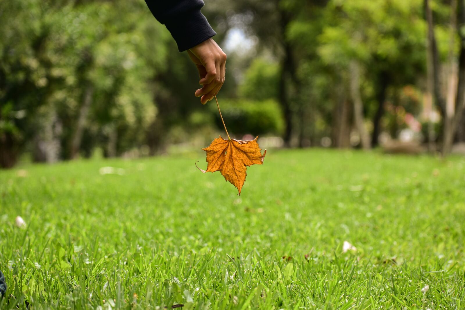 Nikon D3400 sample photo. Dry leaf, end, yellow photography
