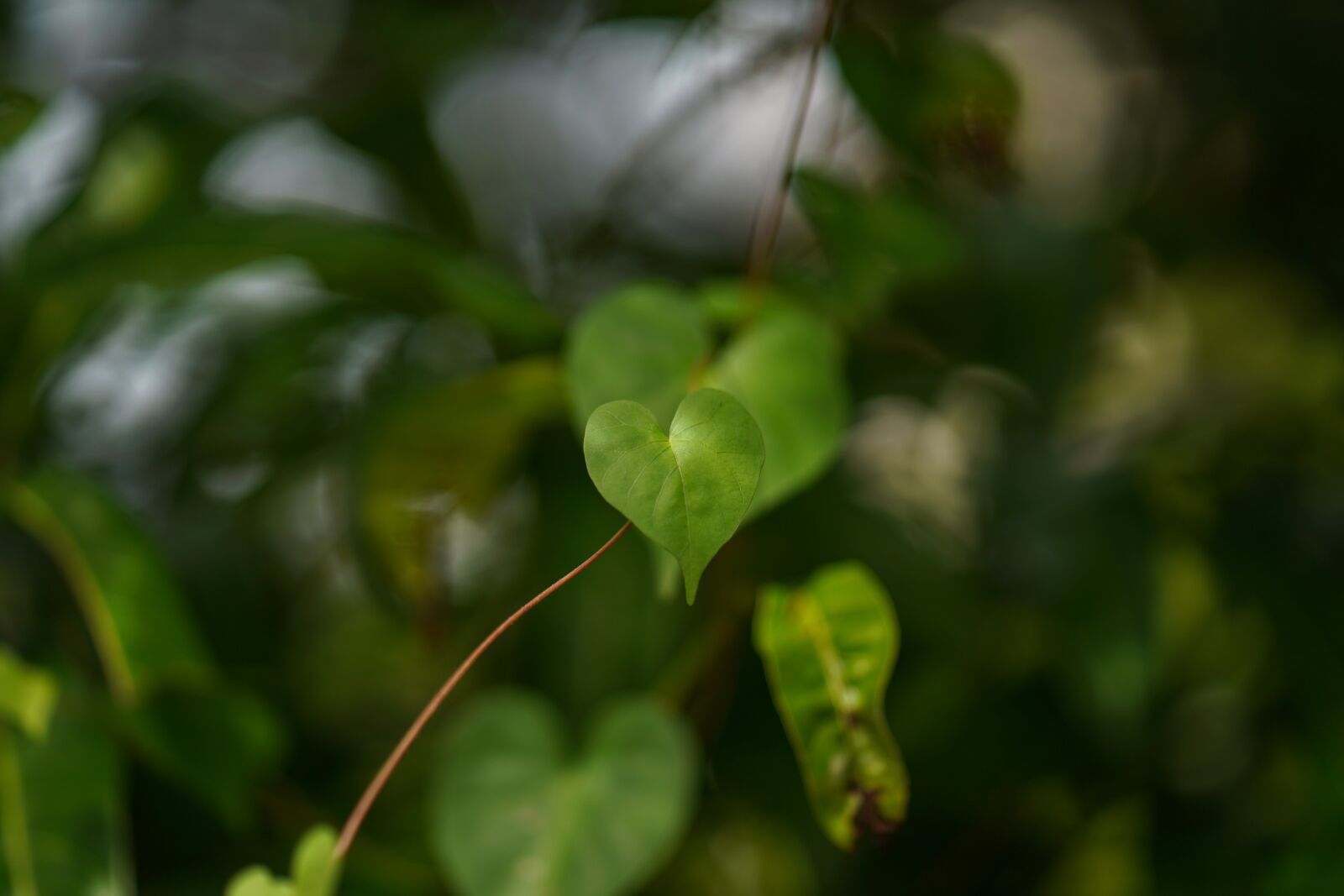 Sony a7 III sample photo. Leaf, tree, close-up photography