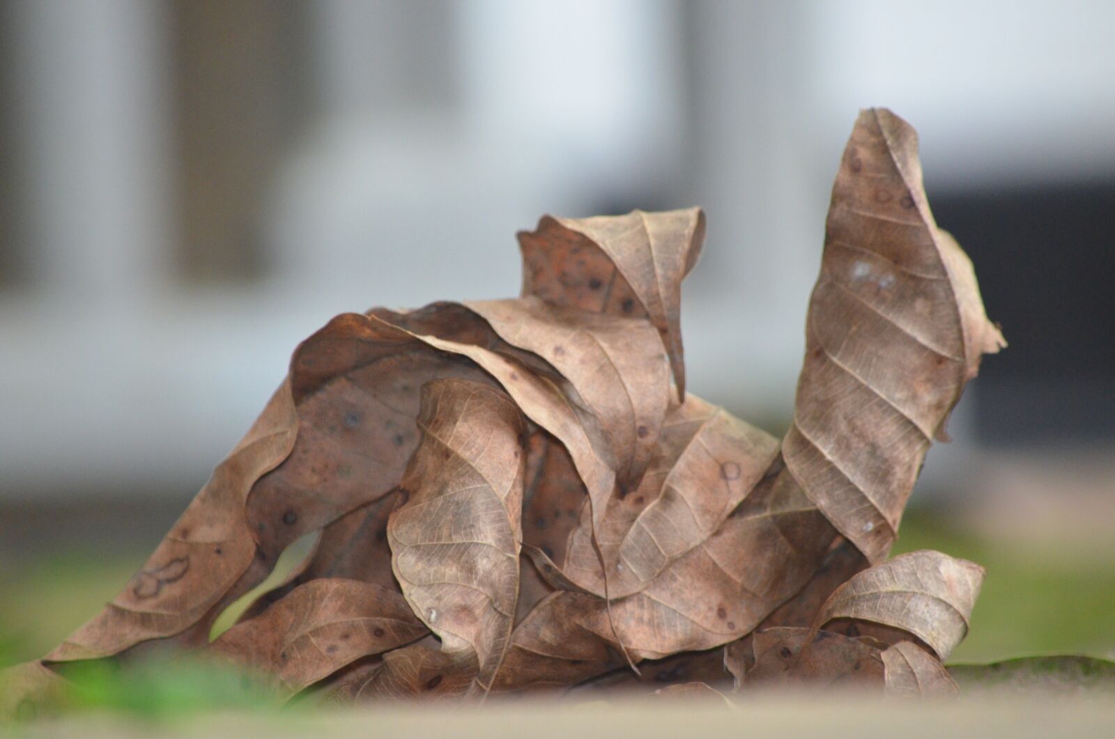 Nikon D5100 sample photo. Leaf, old leaf, leave photography