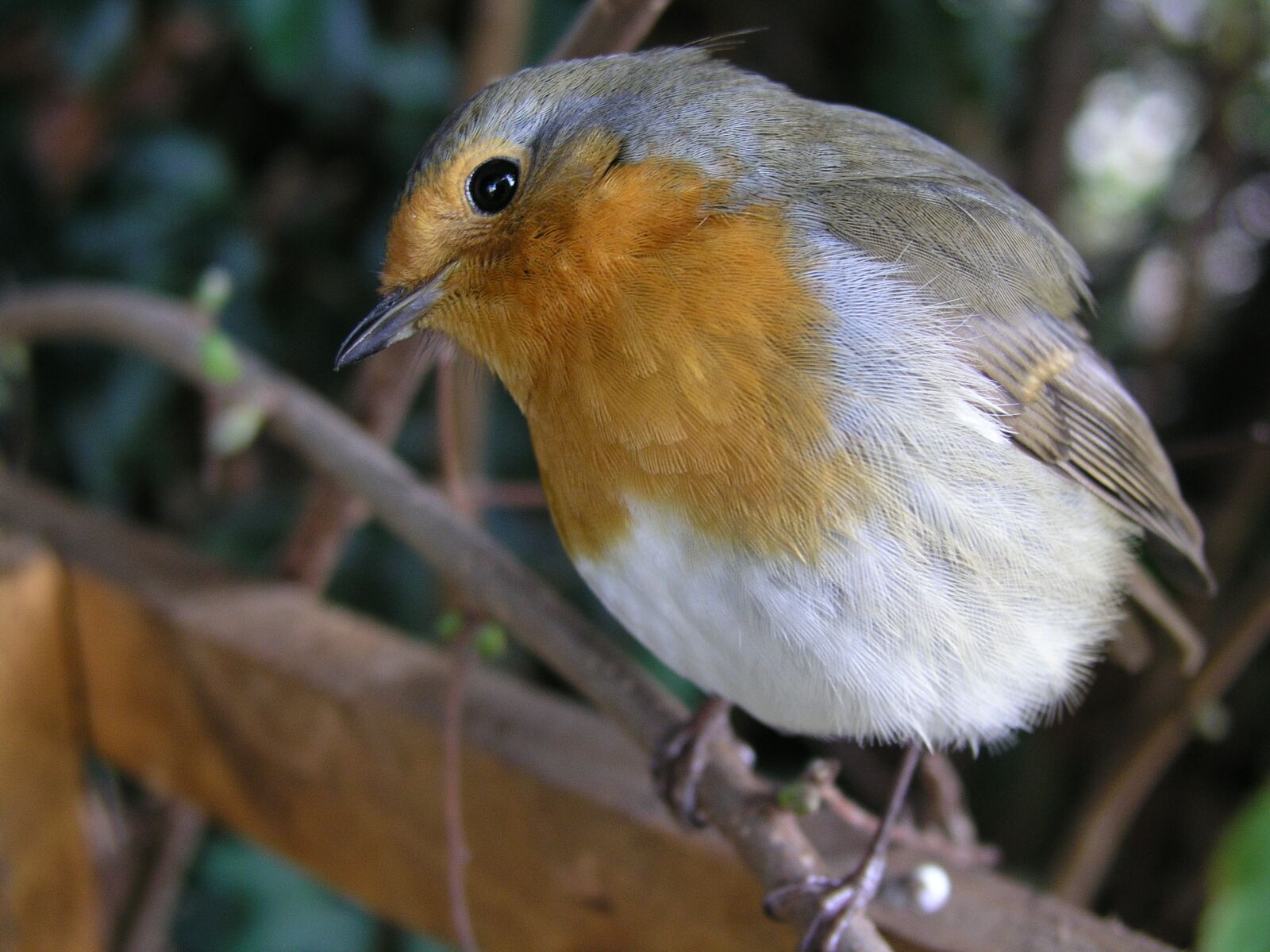 Olympus C5050Z sample photo. Bird, robin, redbreast photography