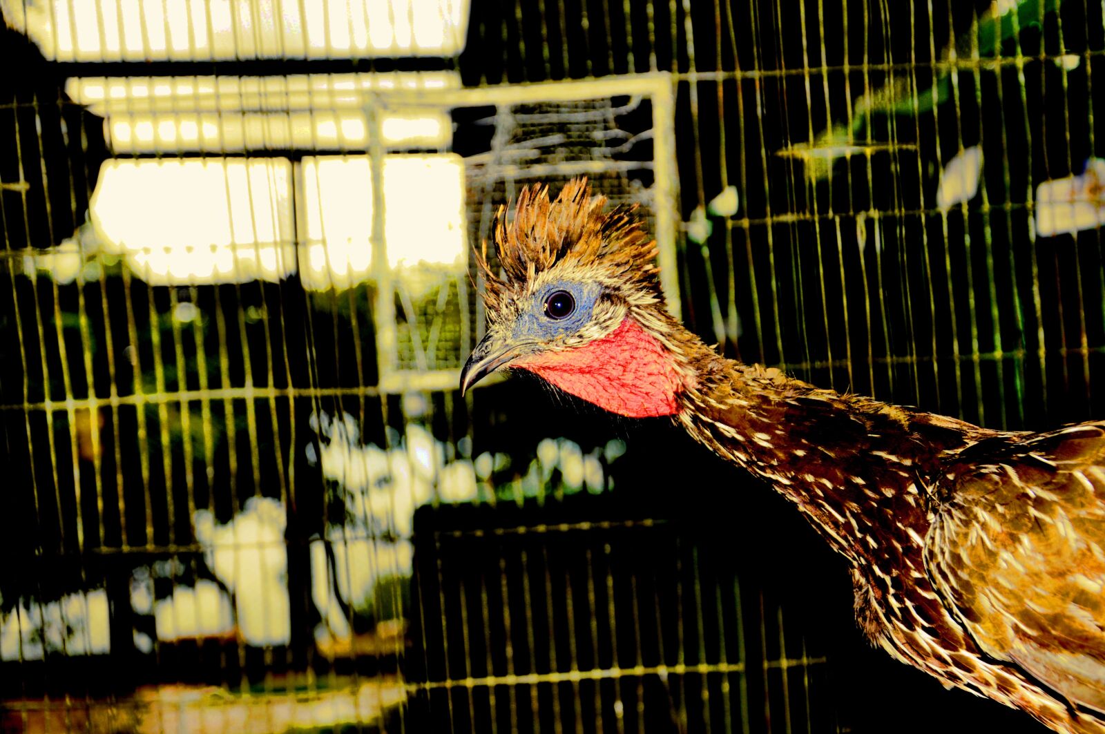 Nikon D90 sample photo. Birds, pen, animals photography