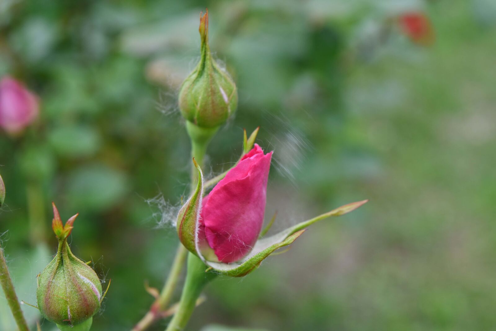 Nikon D5500 sample photo. Flower garden, pink, bud photography