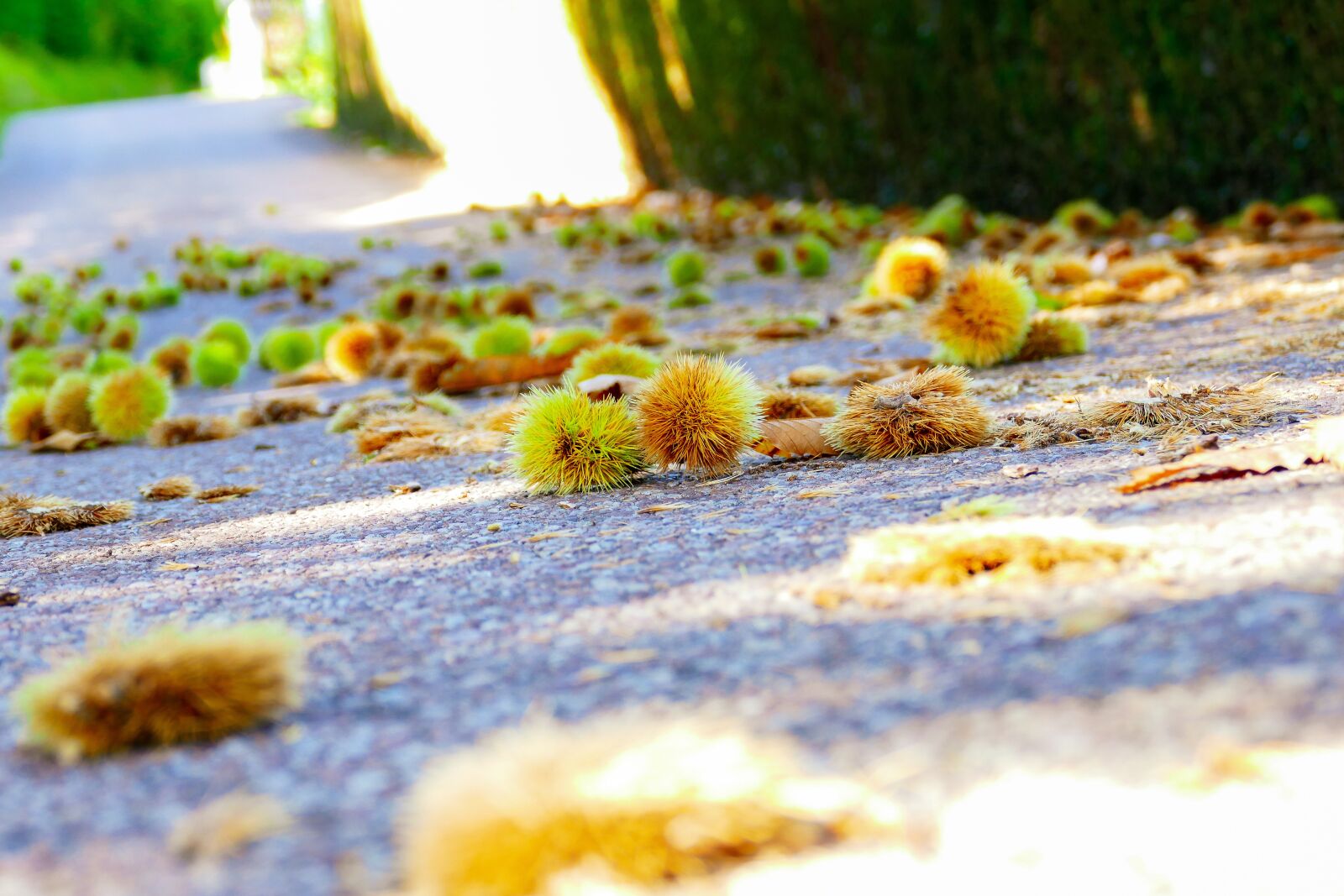 Panasonic Lumix DMC-FZ1000 sample photo. Chestnuts, soil, autumn photography
