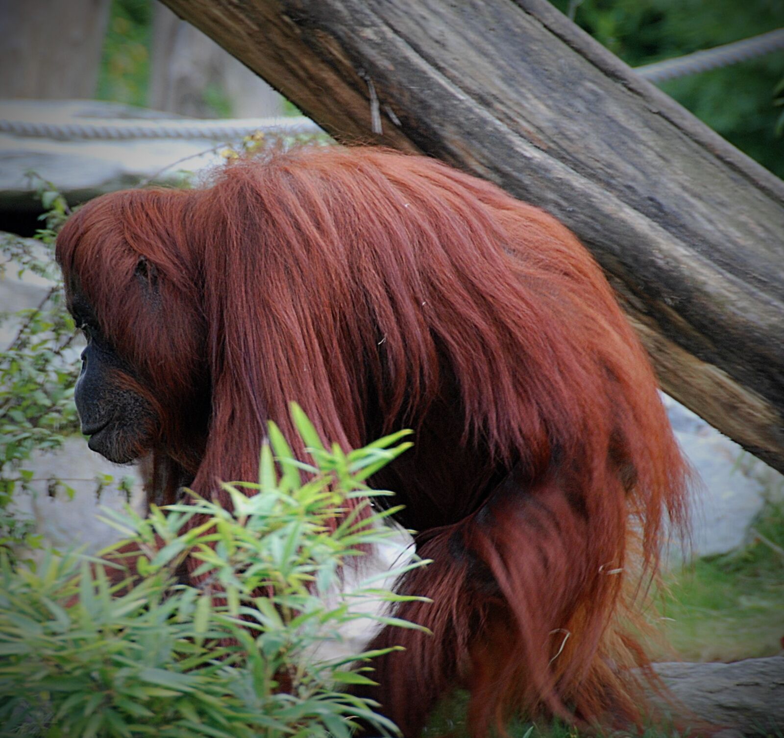 Nikon D80 sample photo. Orang-utan, zoo, monkey photography