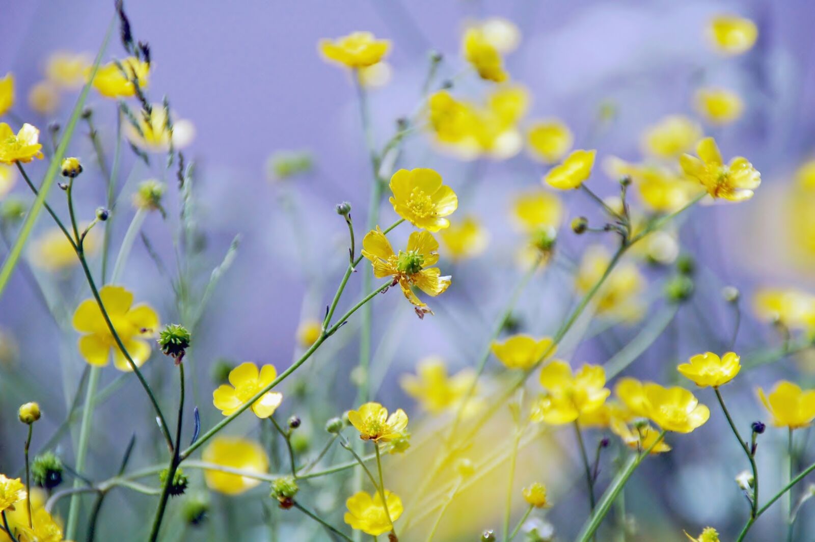 Nikon D50 sample photo. Buttercup, berm, bloom photography