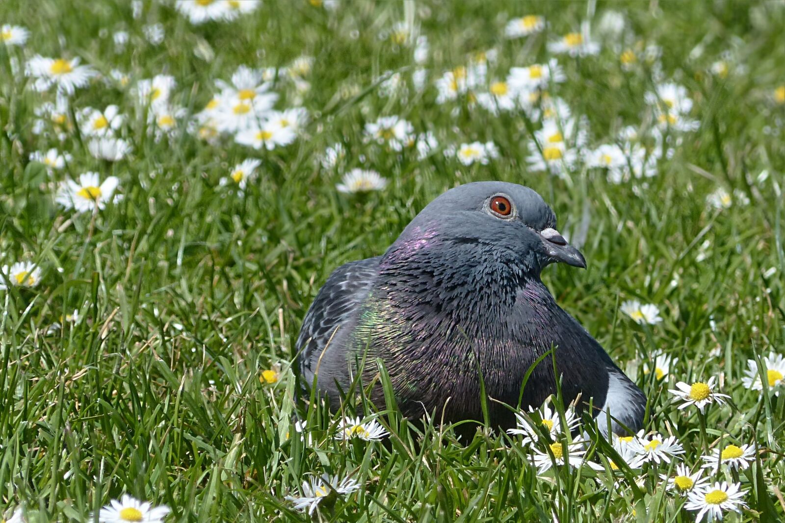 Panasonic Lumix DMC-FZ200 sample photo. Bird, dove, wild pigeon photography