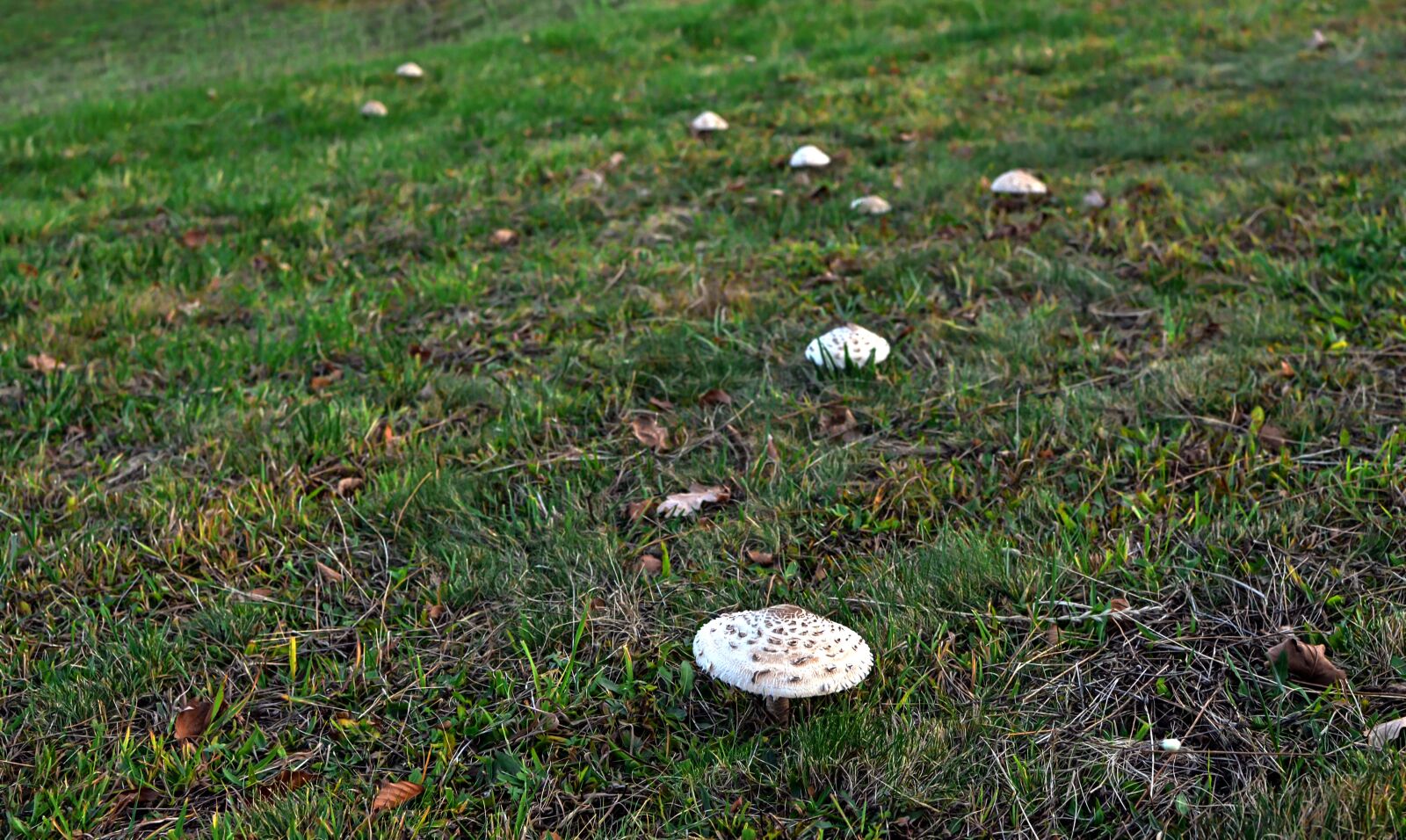 Nikon D7000 sample photo. Mushroom, kite, autumn photography
