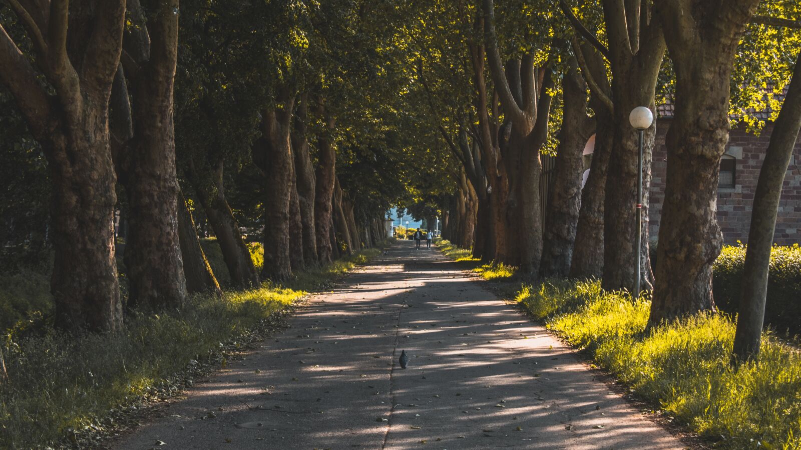 Nikon D5600 sample photo. Nature, path, bird photography