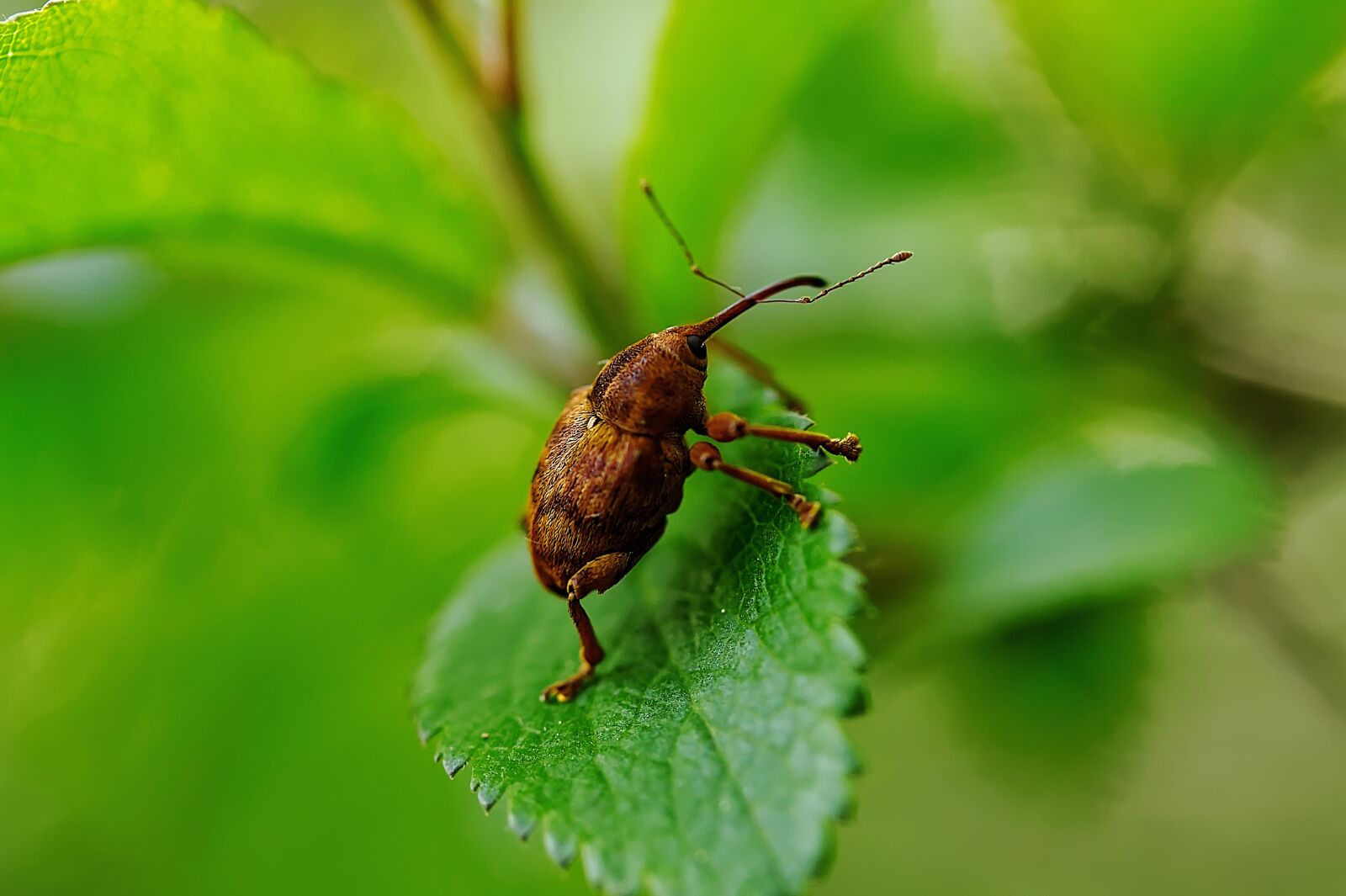 Canon EOS 60D + Canon EF-S 60mm F2.8 Macro USM sample photo. Beetle, insect, nature photography