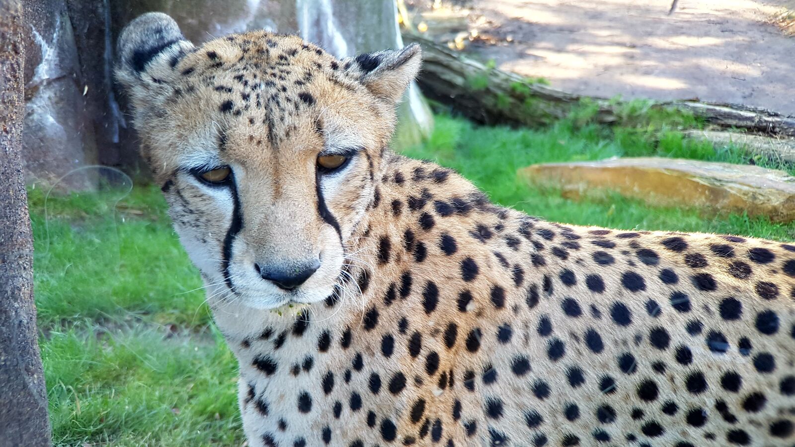 Samsung Galaxy S7 sample photo. Animal world, mammal, cat photography