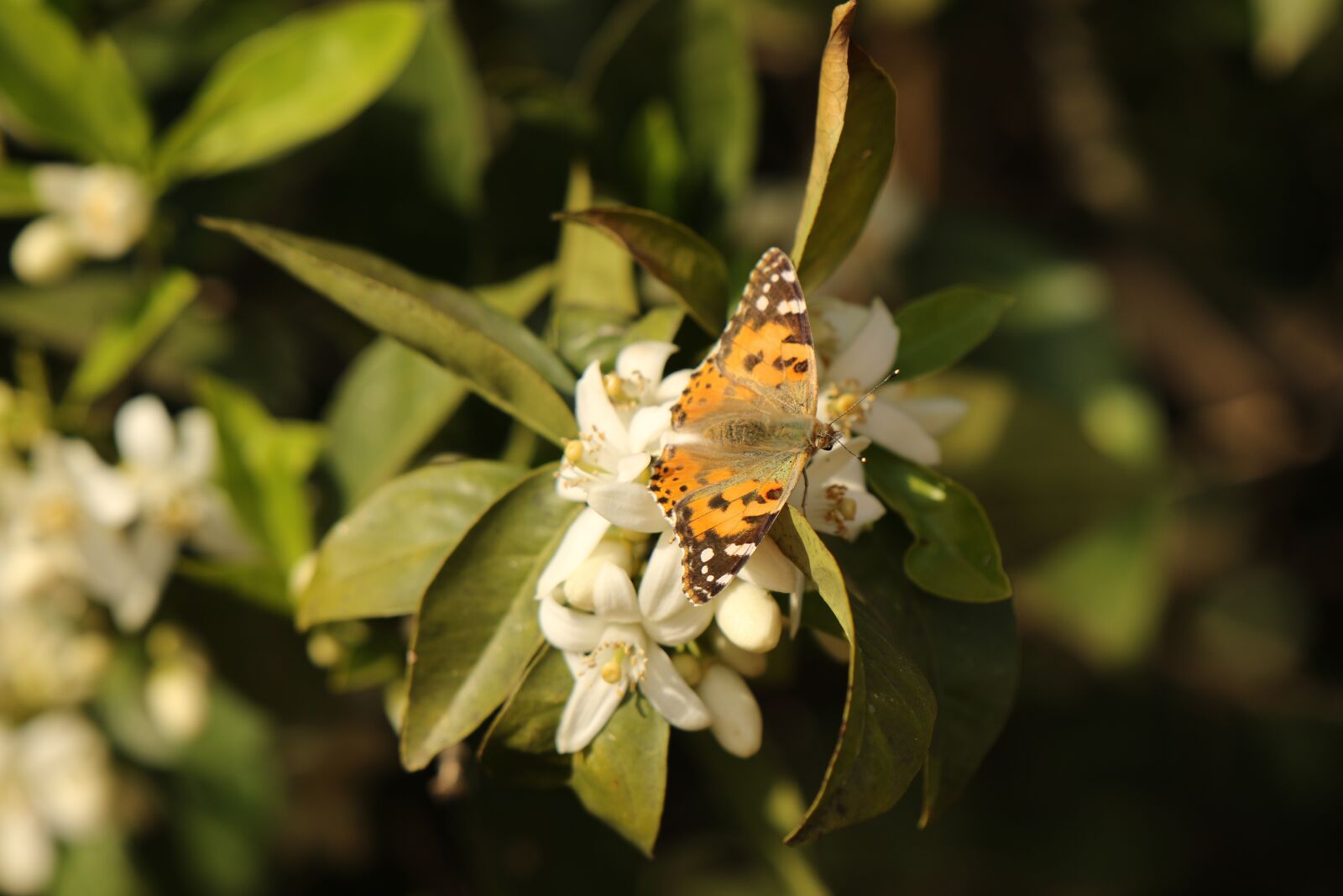 Canon EOS 7D Mark II sample photo. Butterfly, vanessa, insect photography