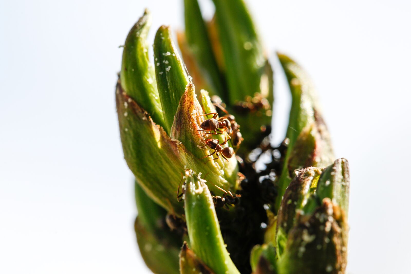 Canon EF 100mm F2.8L Macro IS USM sample photo. Plant, ants, palm photography