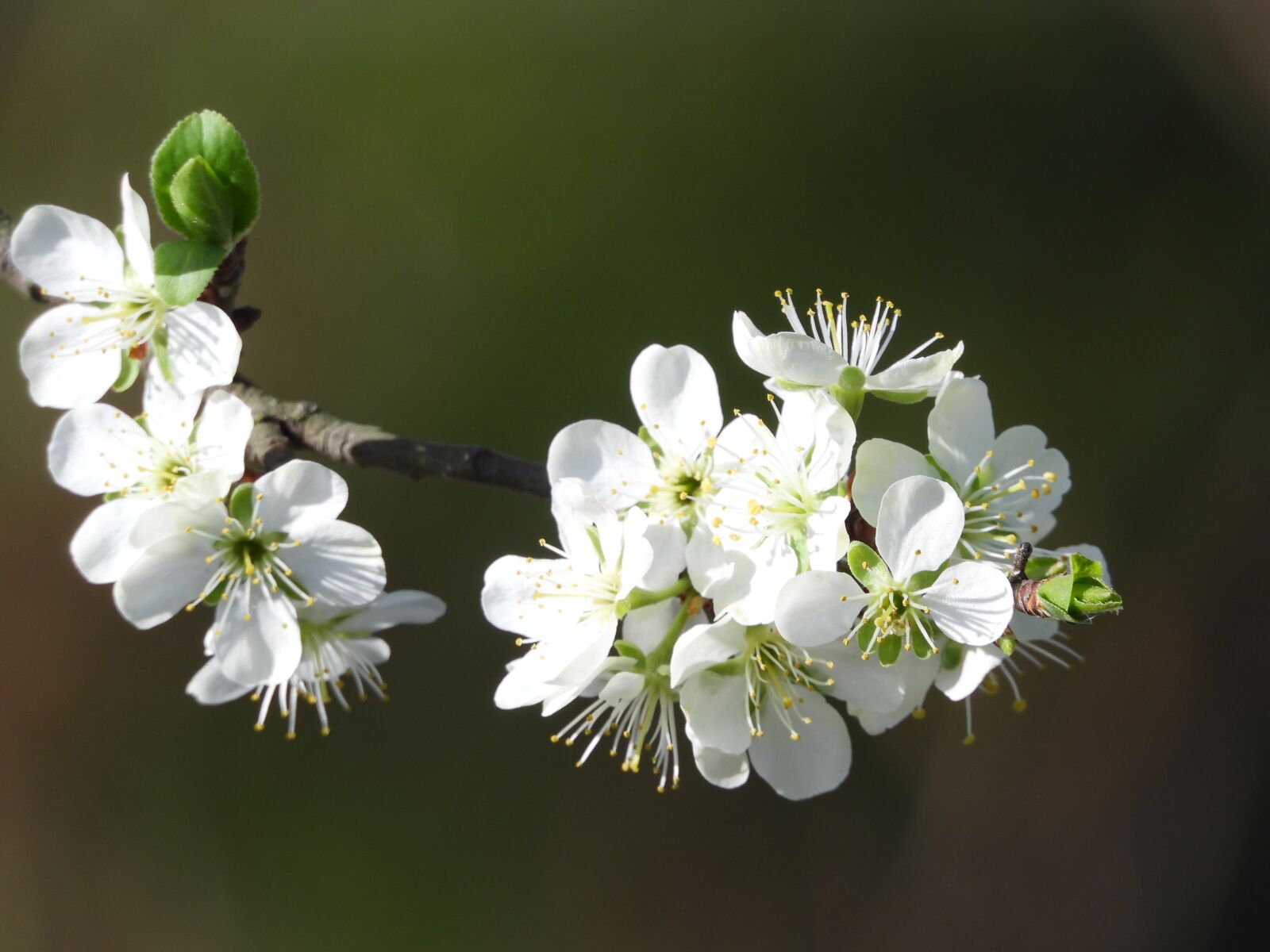 Nikon Coolpix P1000 sample photo. Fruit tree, flowers, spring photography