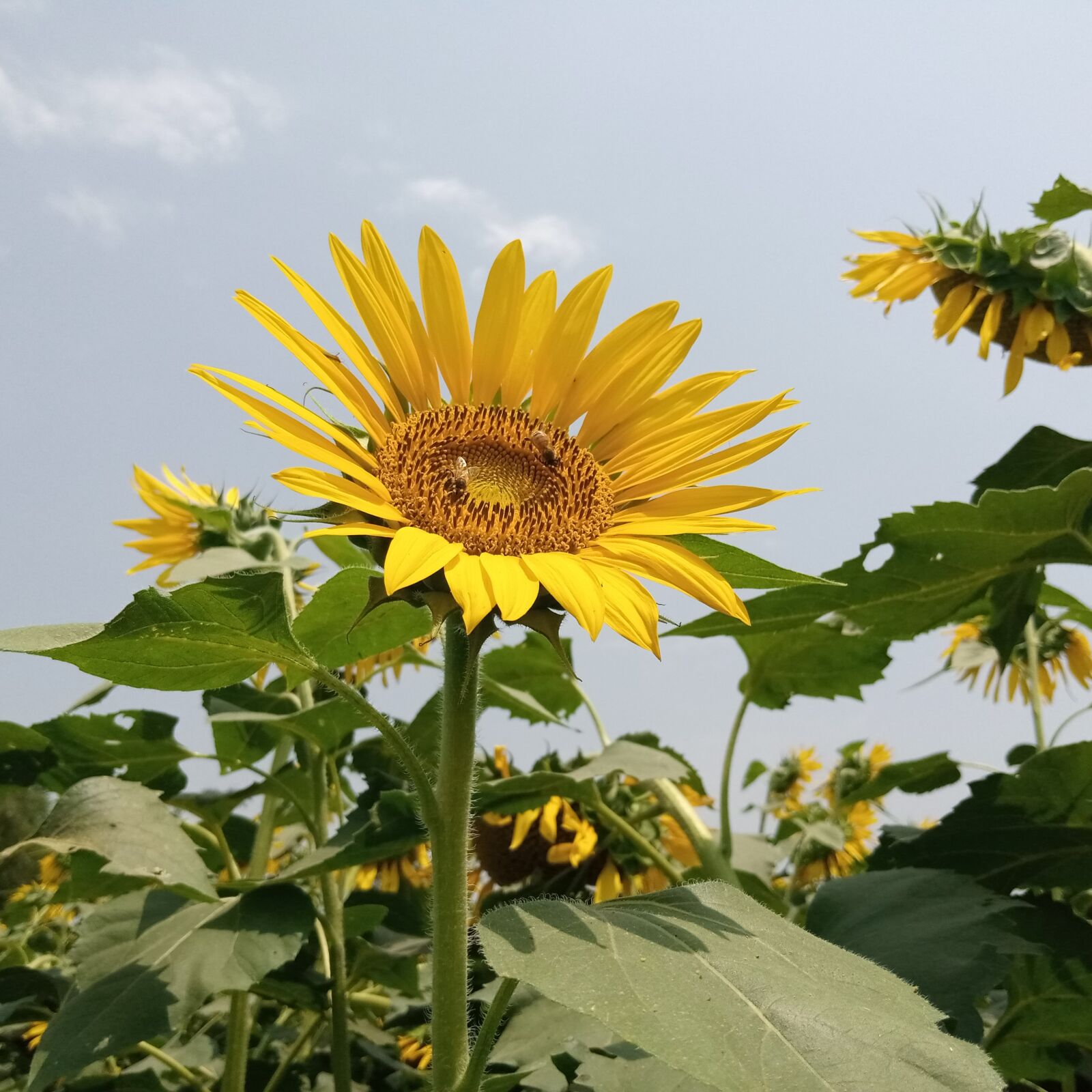 INFINIX MOBILITY LIMITED Infinix X650C sample photo. Sunflower, honybee, pollination photography