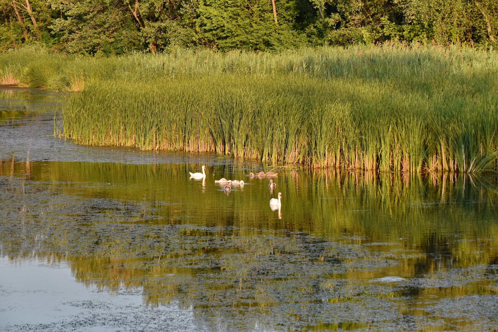 Nikon D5500 sample photo. Bird family, swamp, swan photography