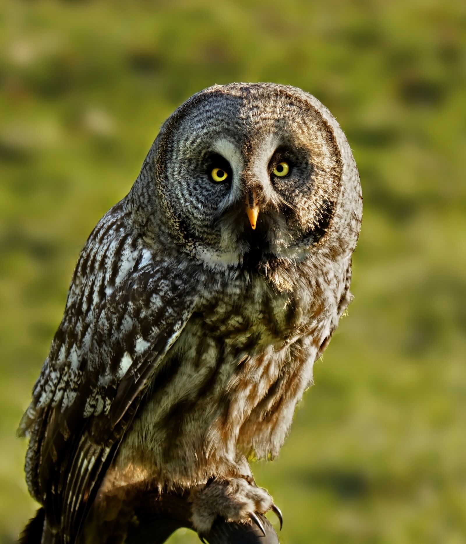 Canon EOS 70D + Canon EF 24-105mm F4L IS USM sample photo. Bird, owl, raptor photography