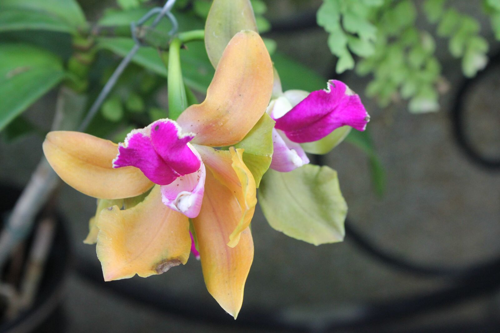 Canon EOS 550D (EOS Rebel T2i / EOS Kiss X4) sample photo. Orchid, flower, bloom photography