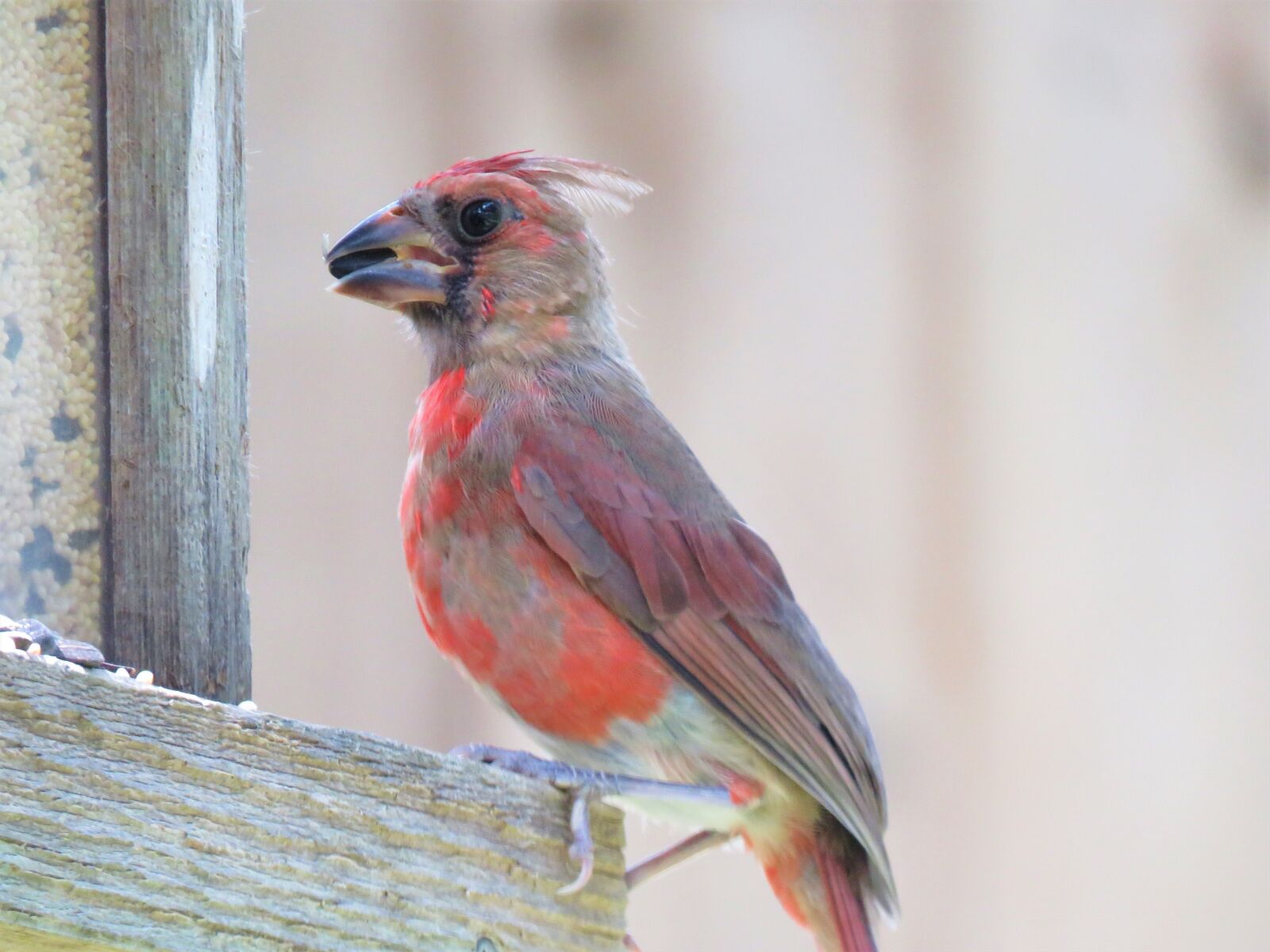 Canon PowerShot SX60 HS sample photo. Bird, colorful, wildlife photography