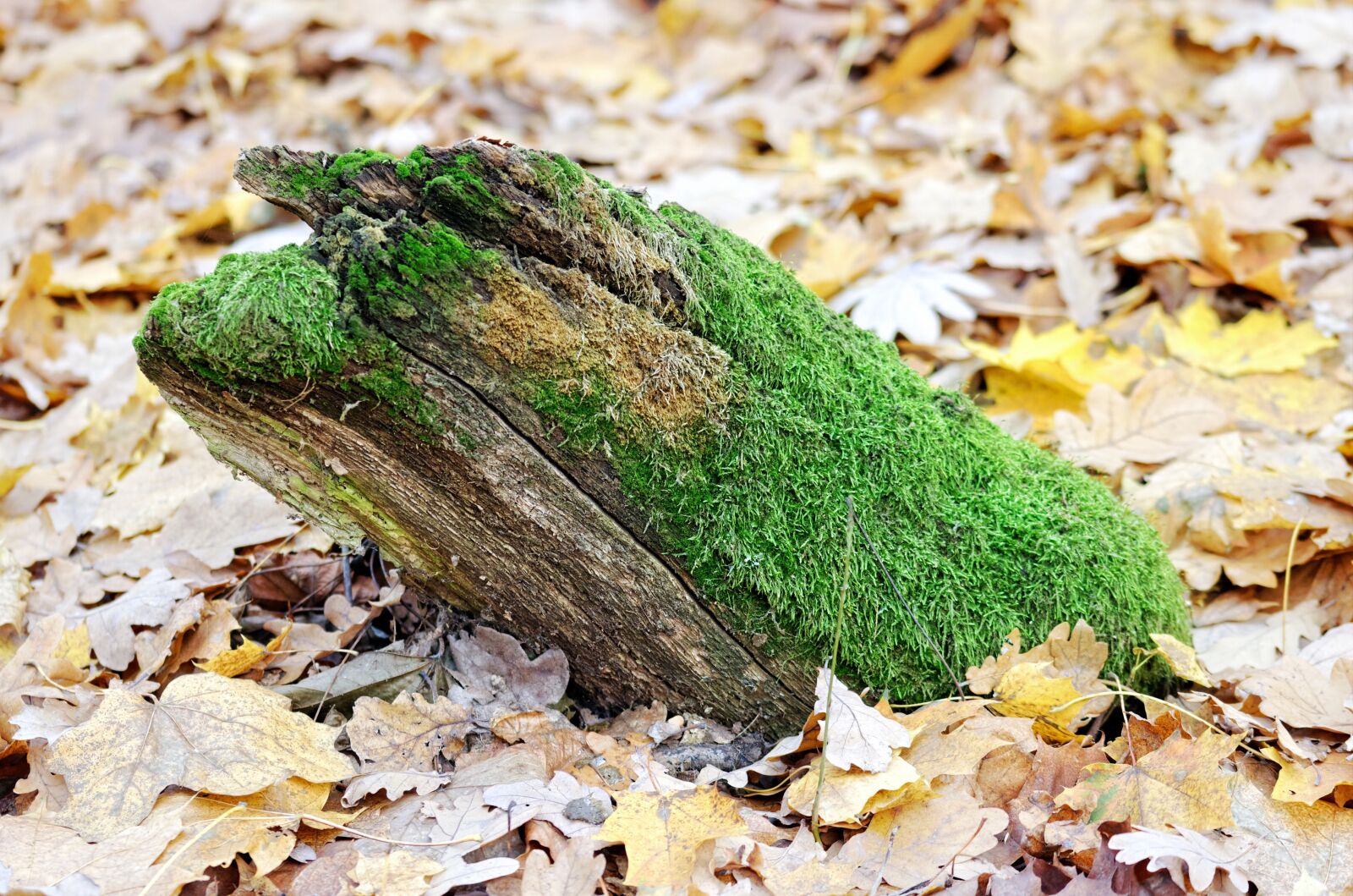Nikon D5100 sample photo. Moss, green, trunk photography