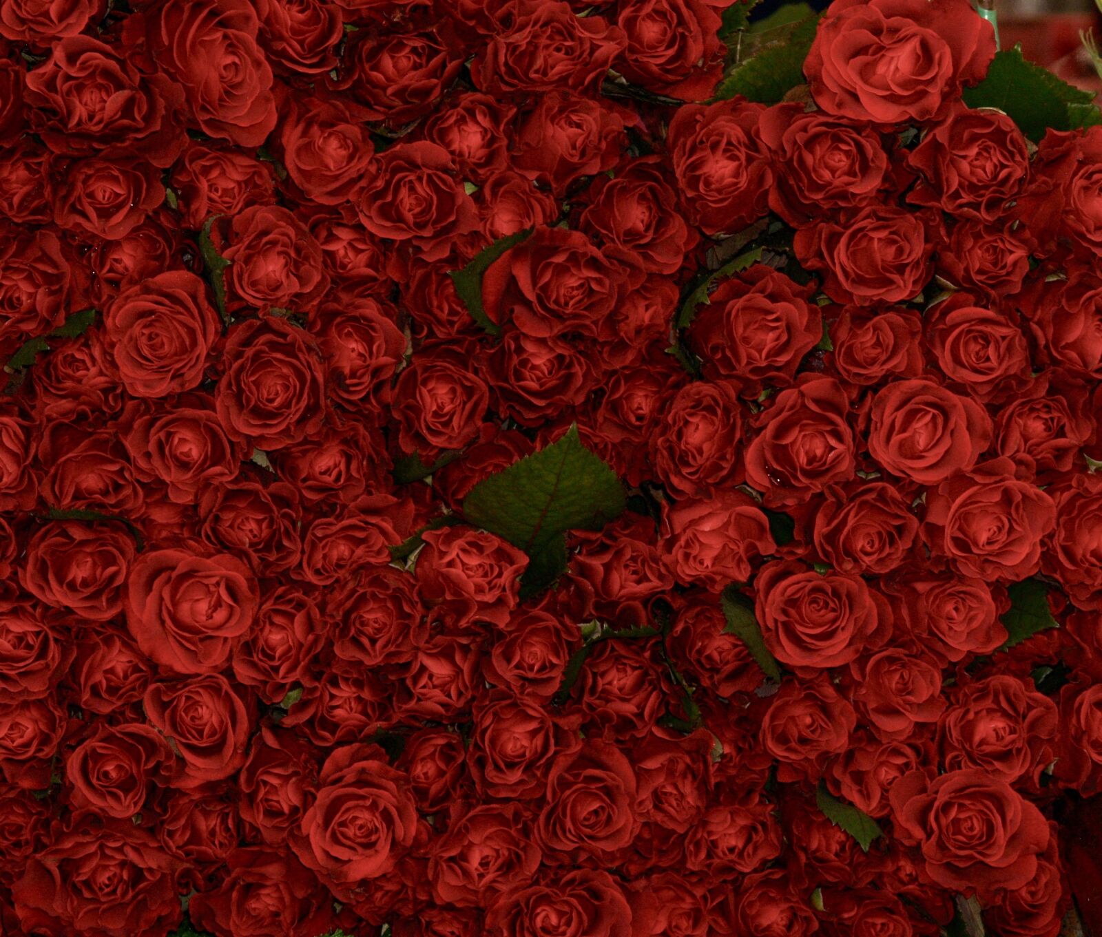 Olympus E-300 (EVOLT E-300) sample photo. Roses, red, flowers photography