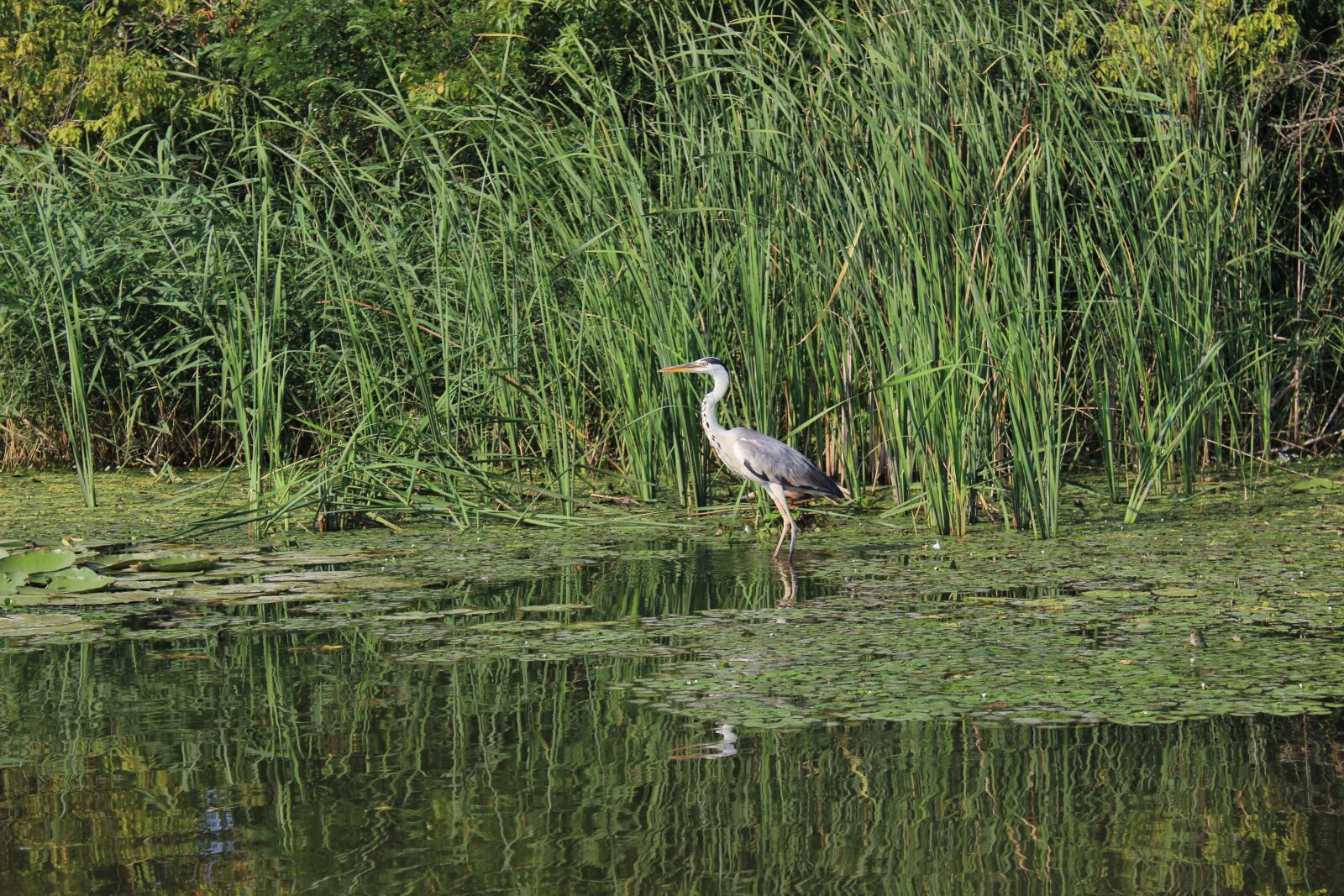 Canon EOS 600D (Rebel EOS T3i / EOS Kiss X5) sample photo. Body of water, nature photography