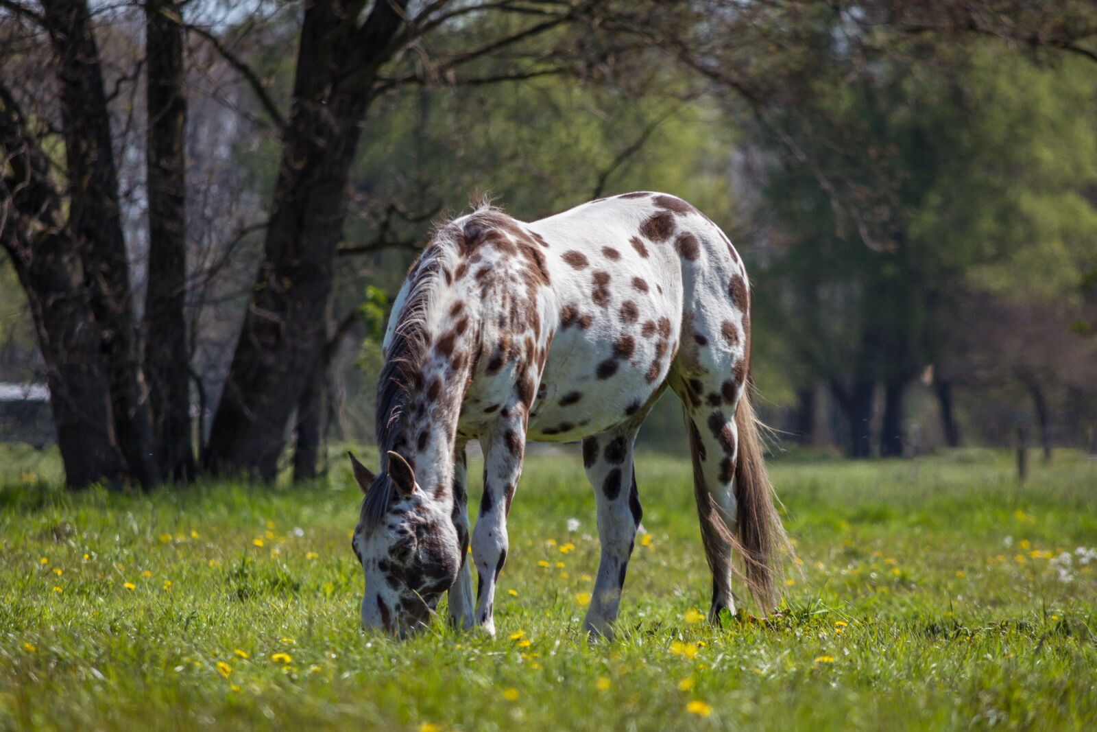 Nikon D7200 sample photo. Horse, pasture, coupling photography