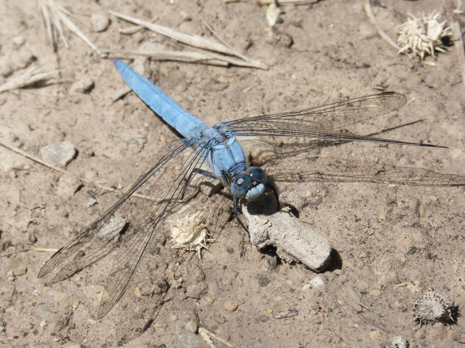 Panasonic DMC-FZ62 sample photo. Dragonfly, orthetrum brunneum, blue photography