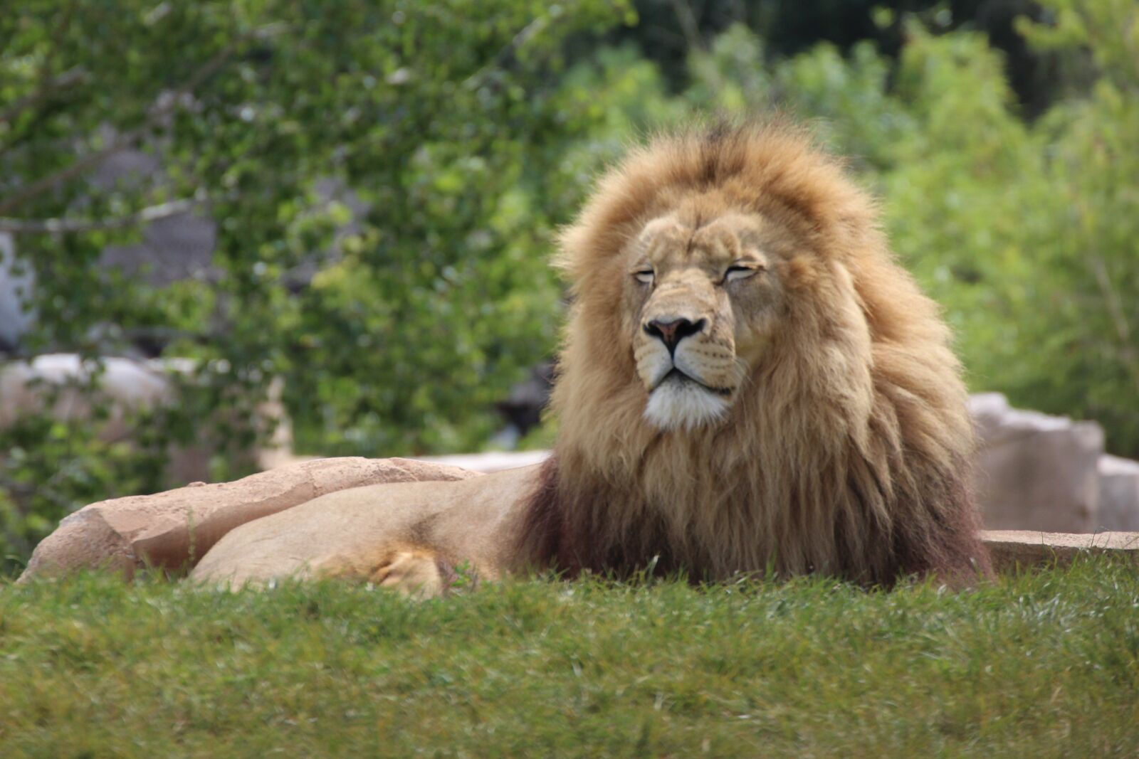 Canon EOS 1300D (EOS Rebel T6 / EOS Kiss X80) sample photo. Lion, animals, wild photography